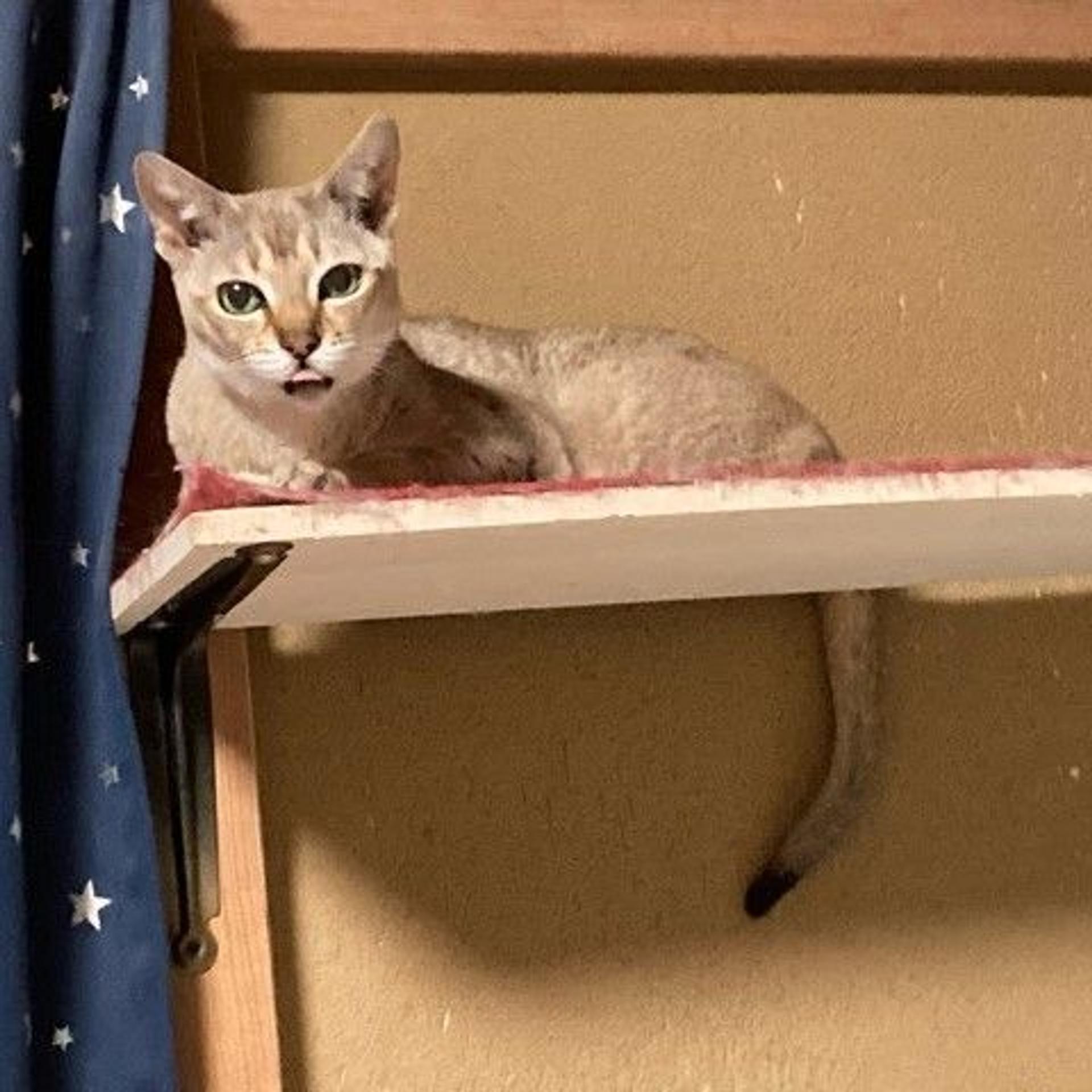 pet-image-4