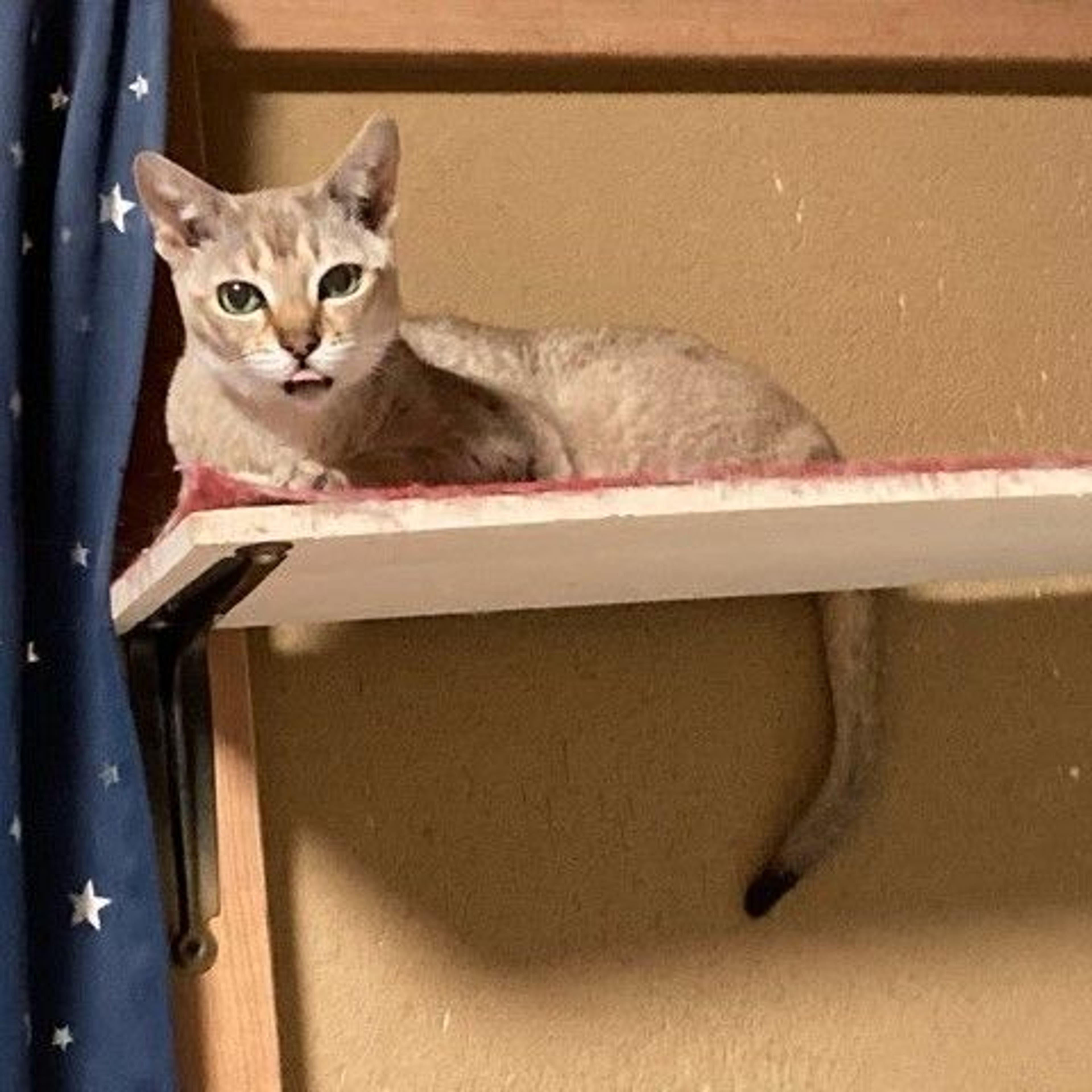 pet-image-4