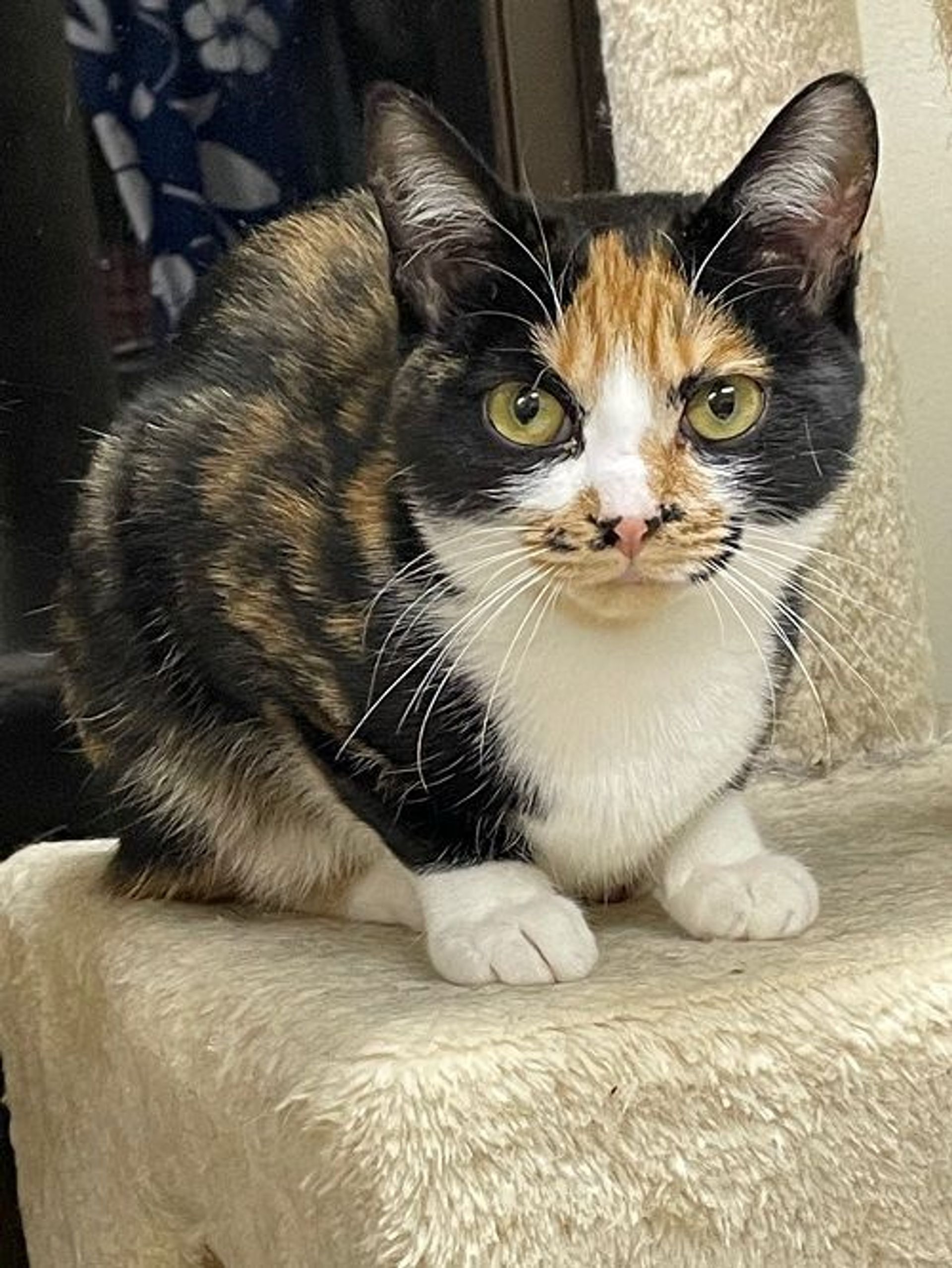 日本猫・メスの里親募集の写真