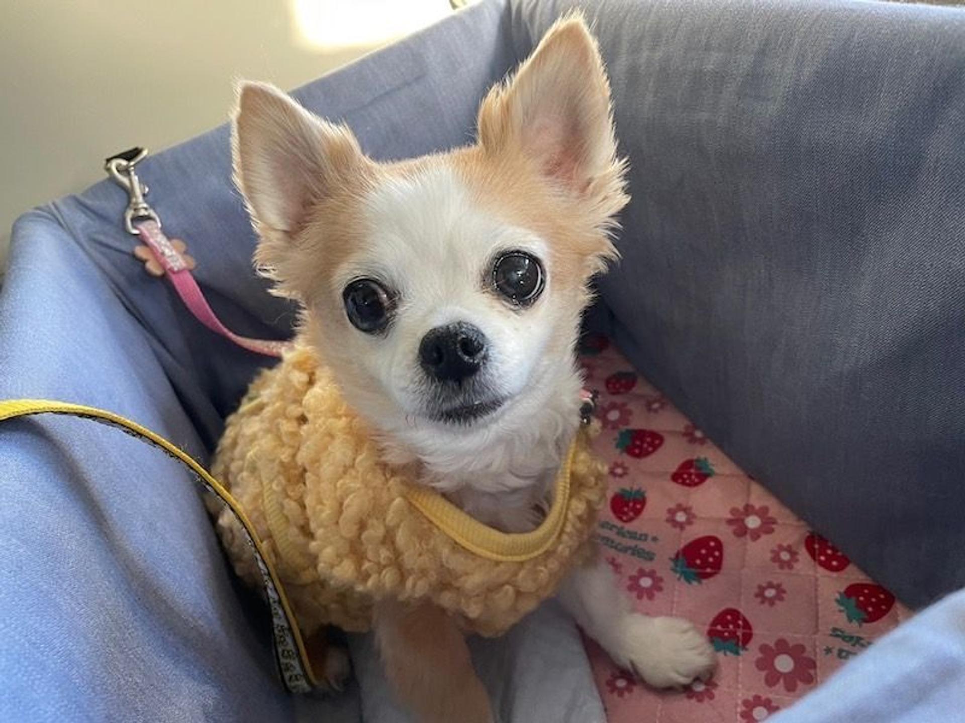 pet-image-3