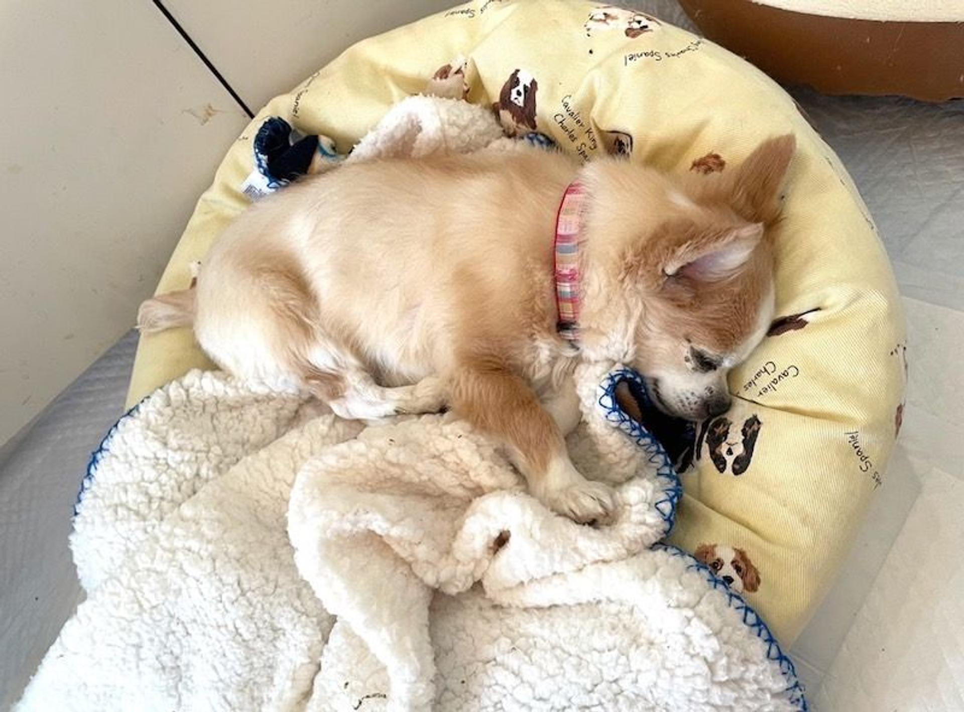 pet-image-4