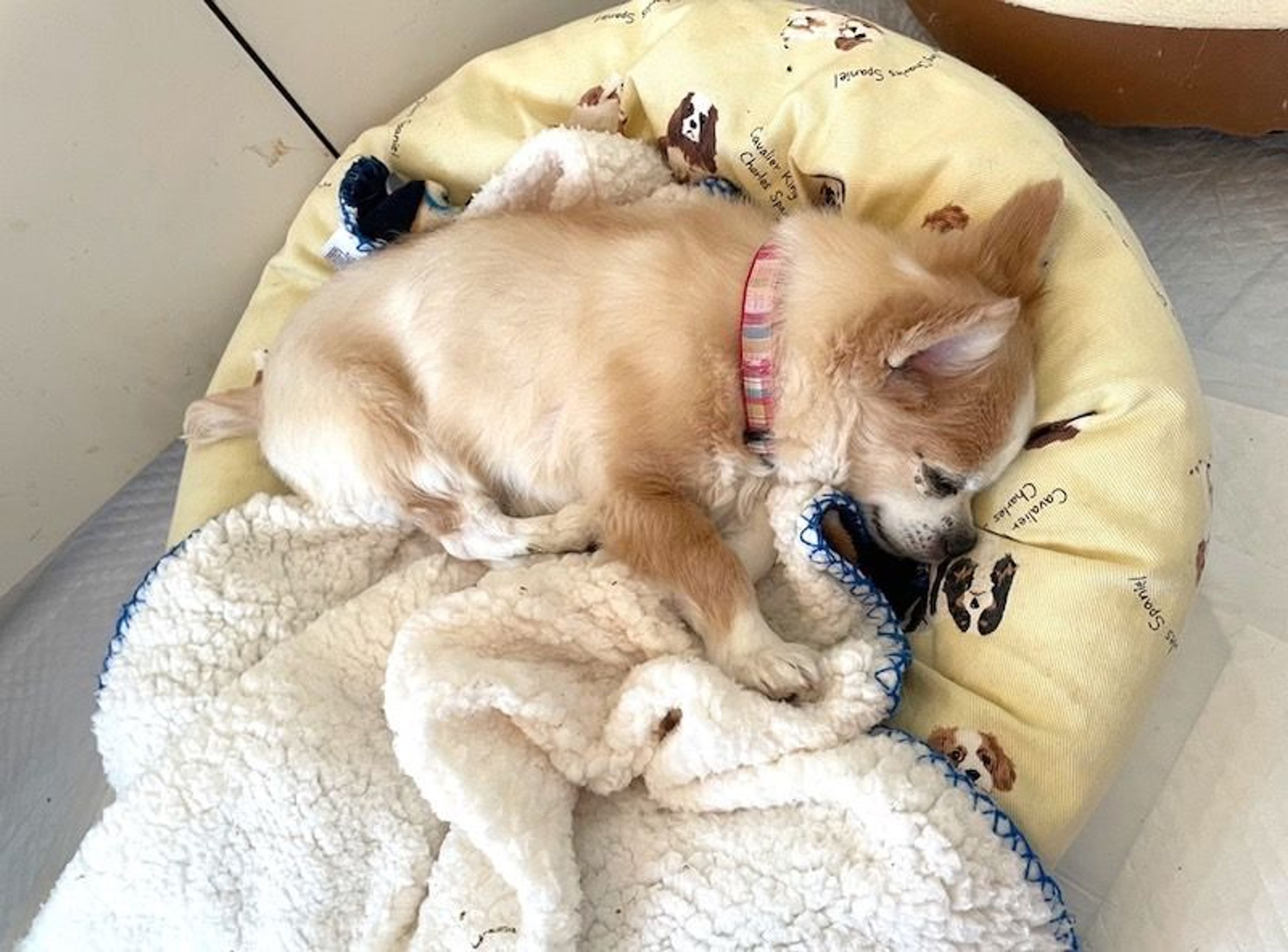 pet-image-4
