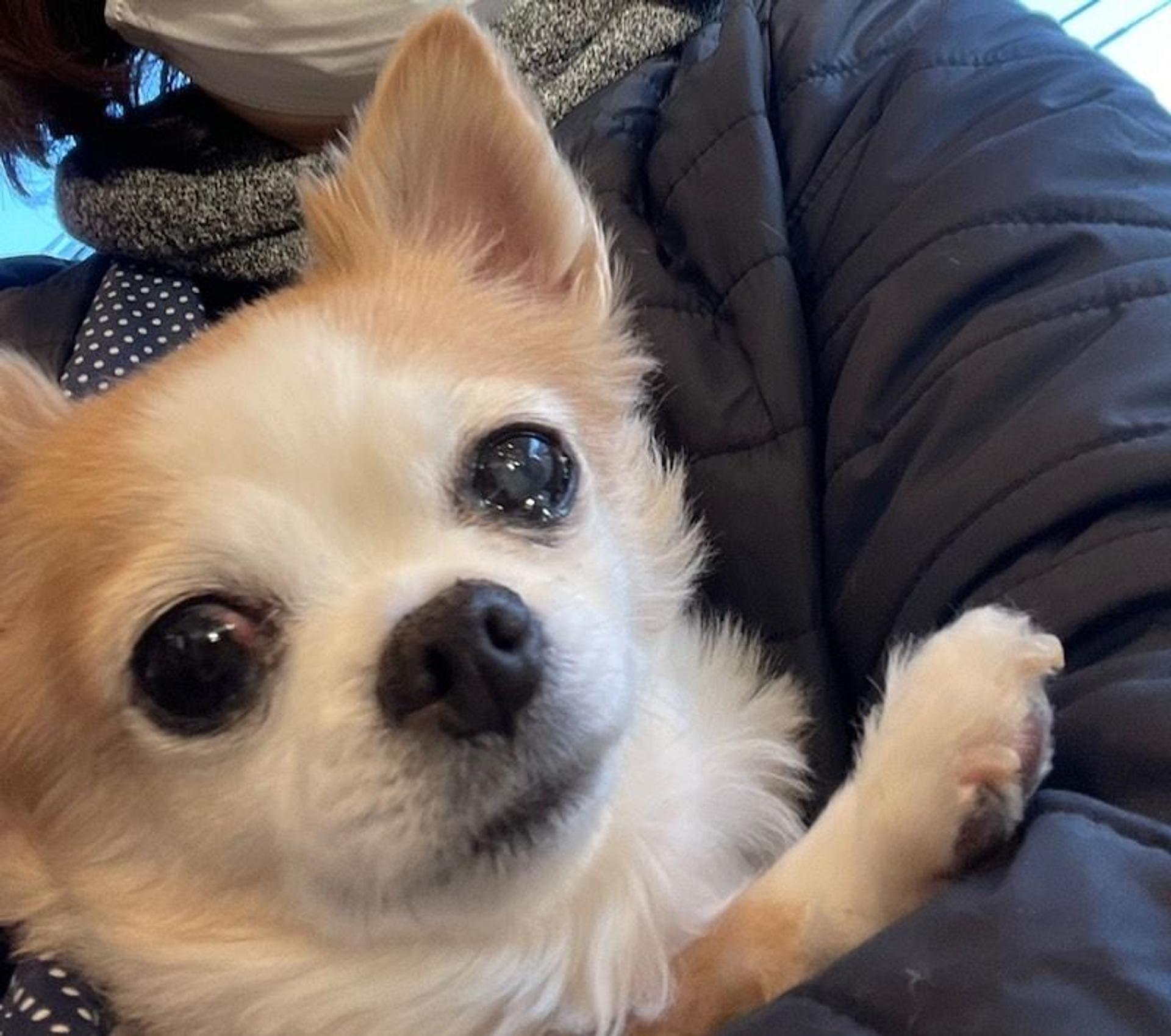 pet-image-8