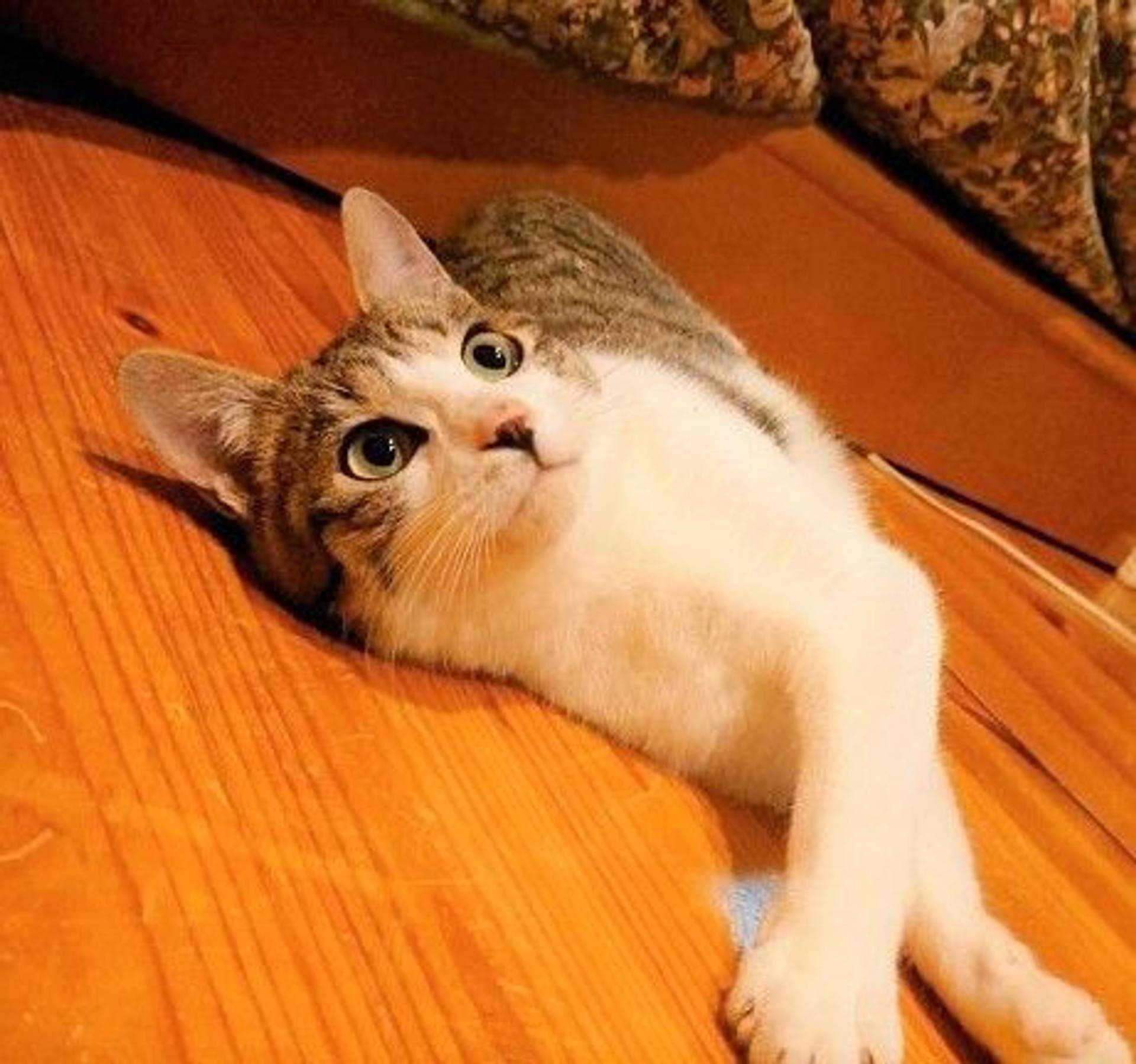 雑種（ミックス猫）・オスの里親募集の写真
