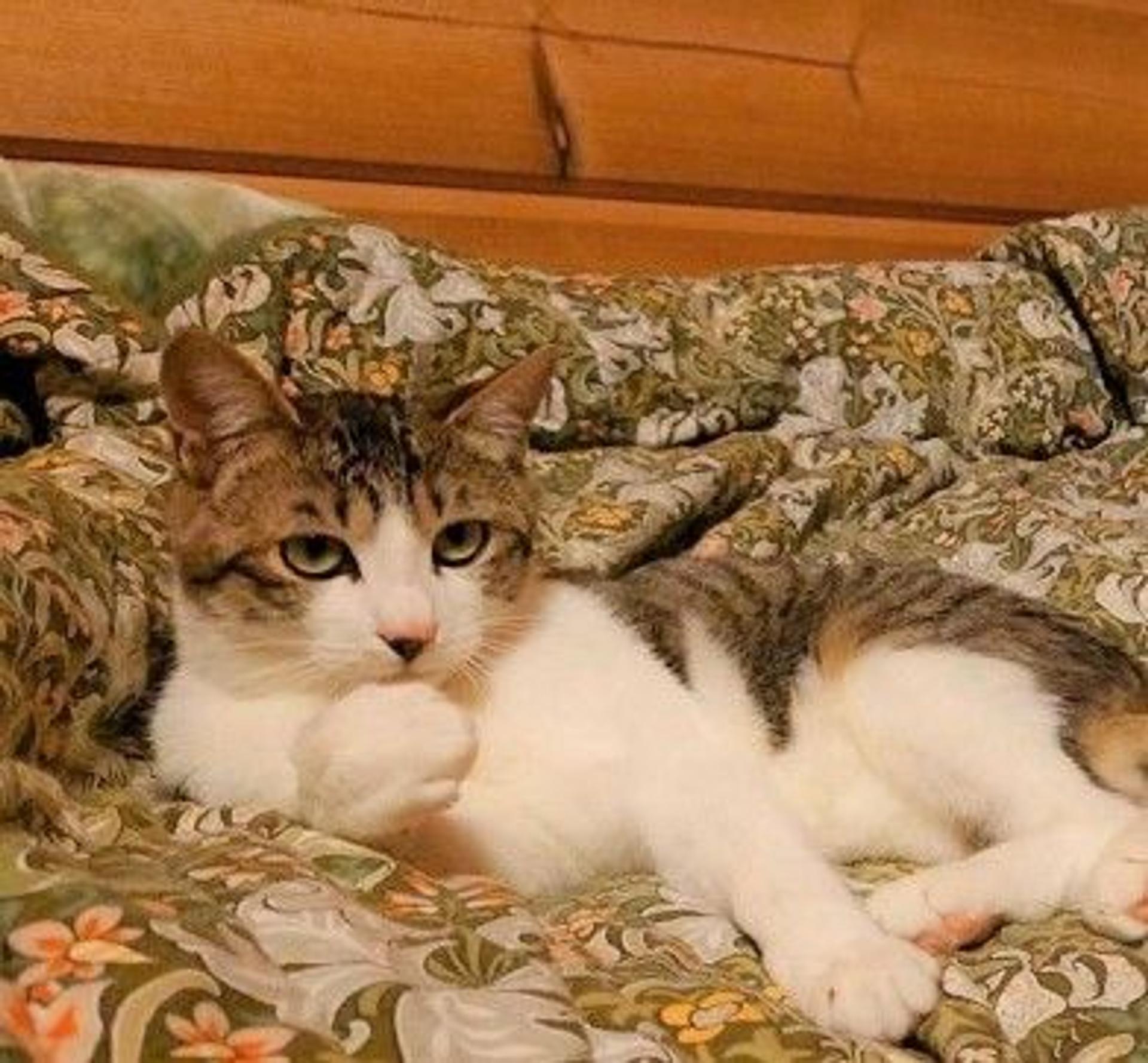pet-image-2