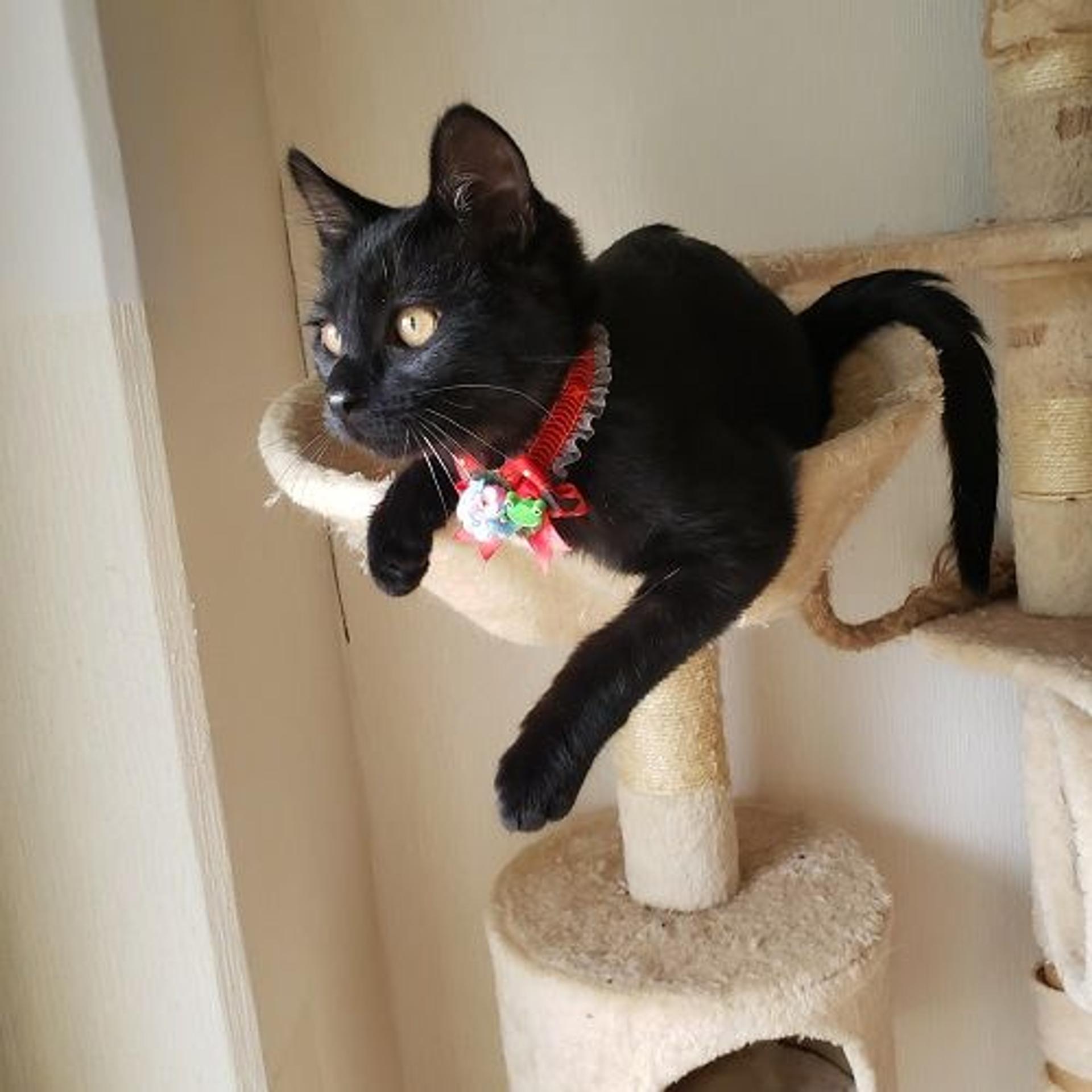 pet-image-3