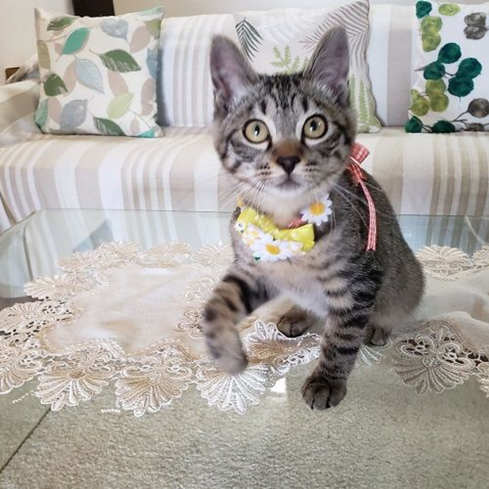 雑種（ミックス猫）・オスの里親募集の写真