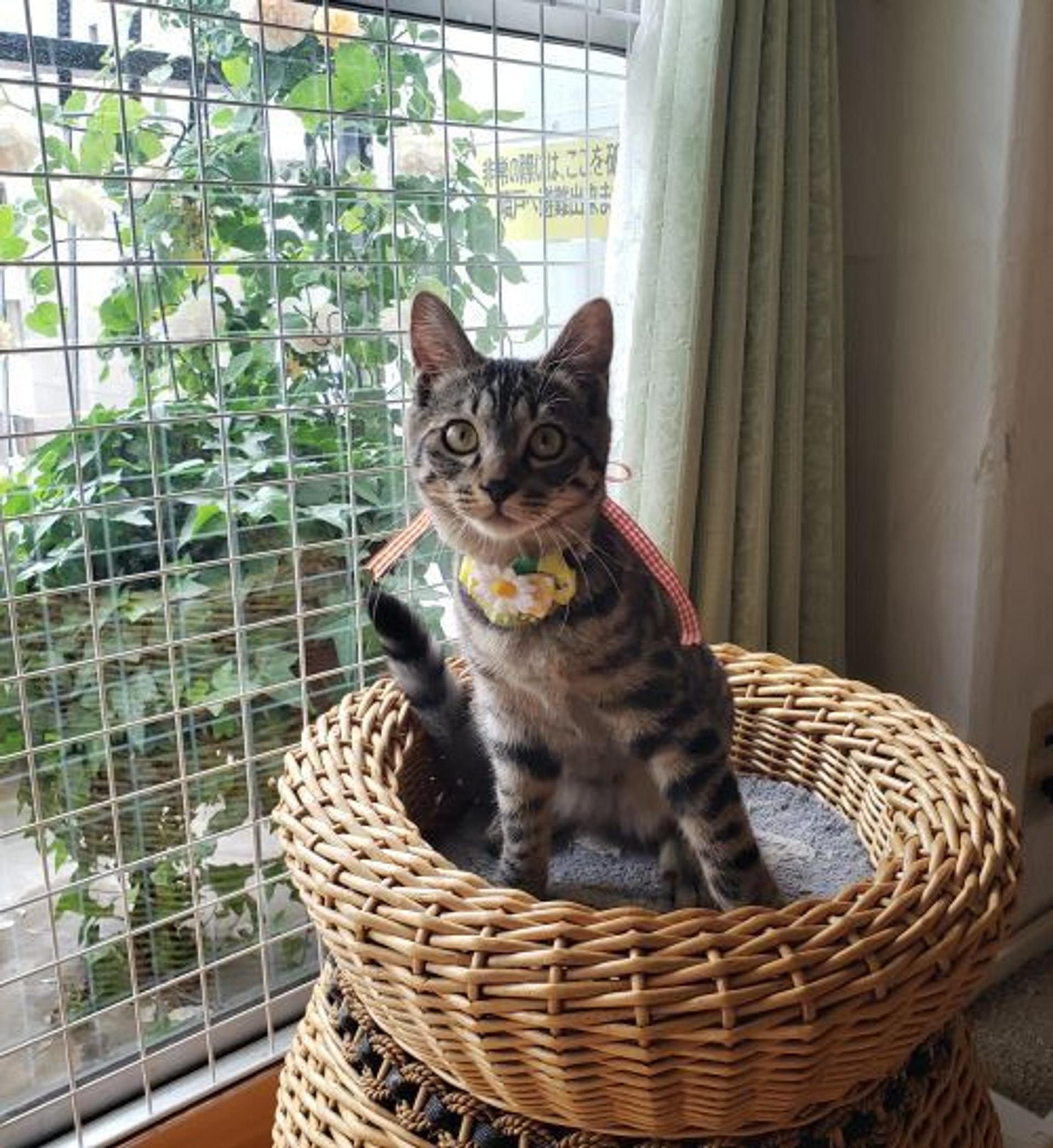 pet-image-2
