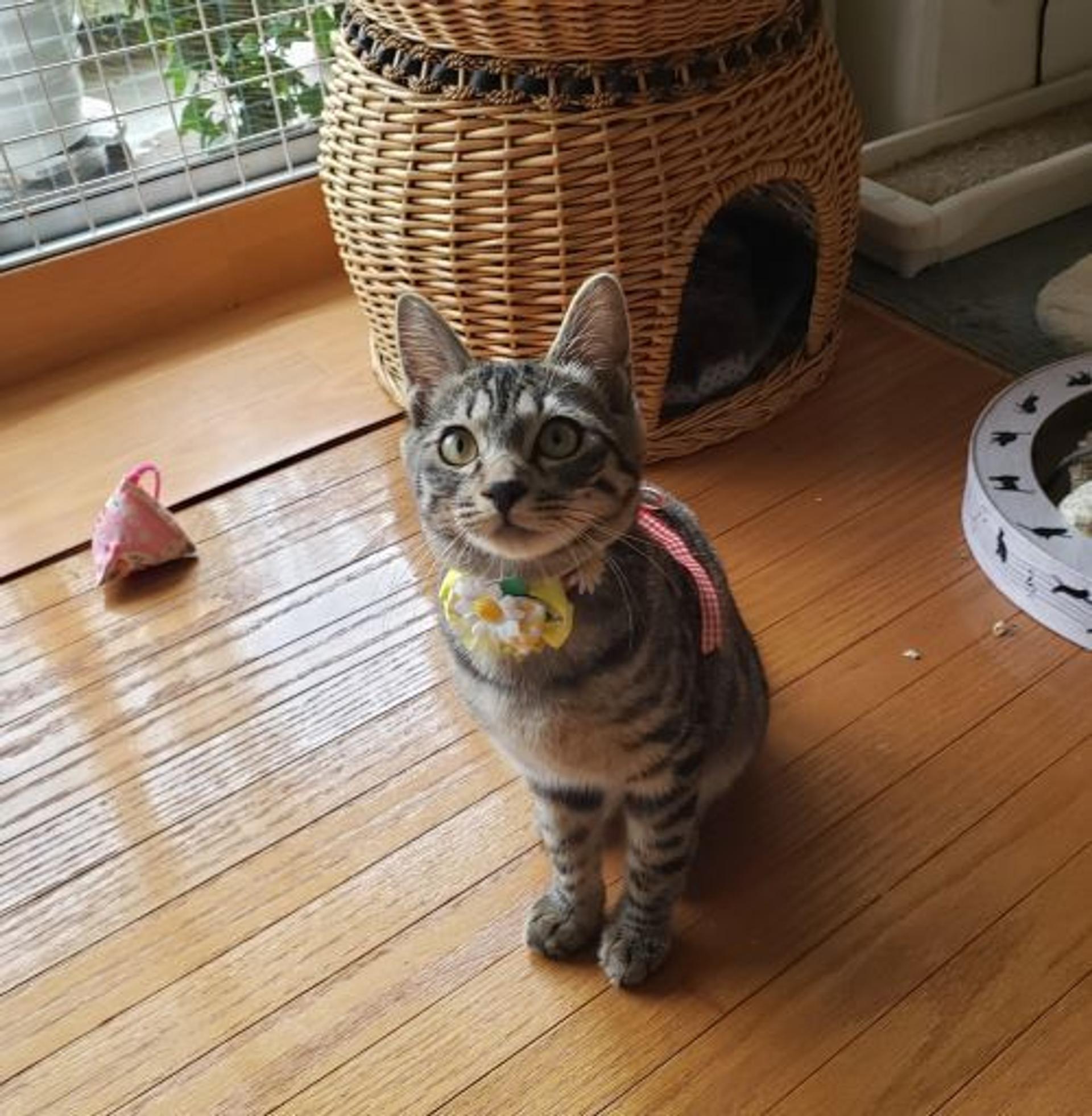 pet-image-3
