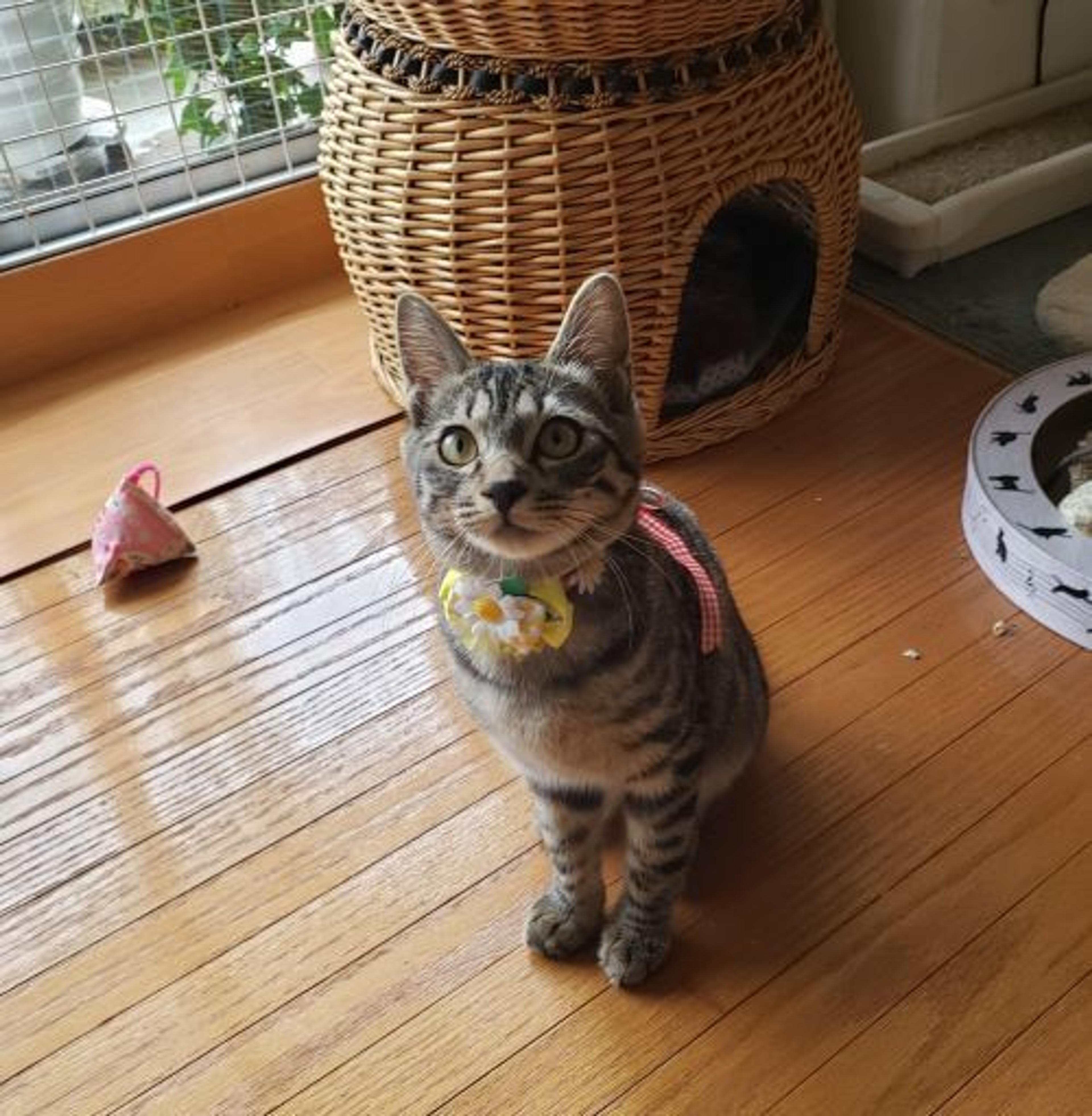 pet-image-3