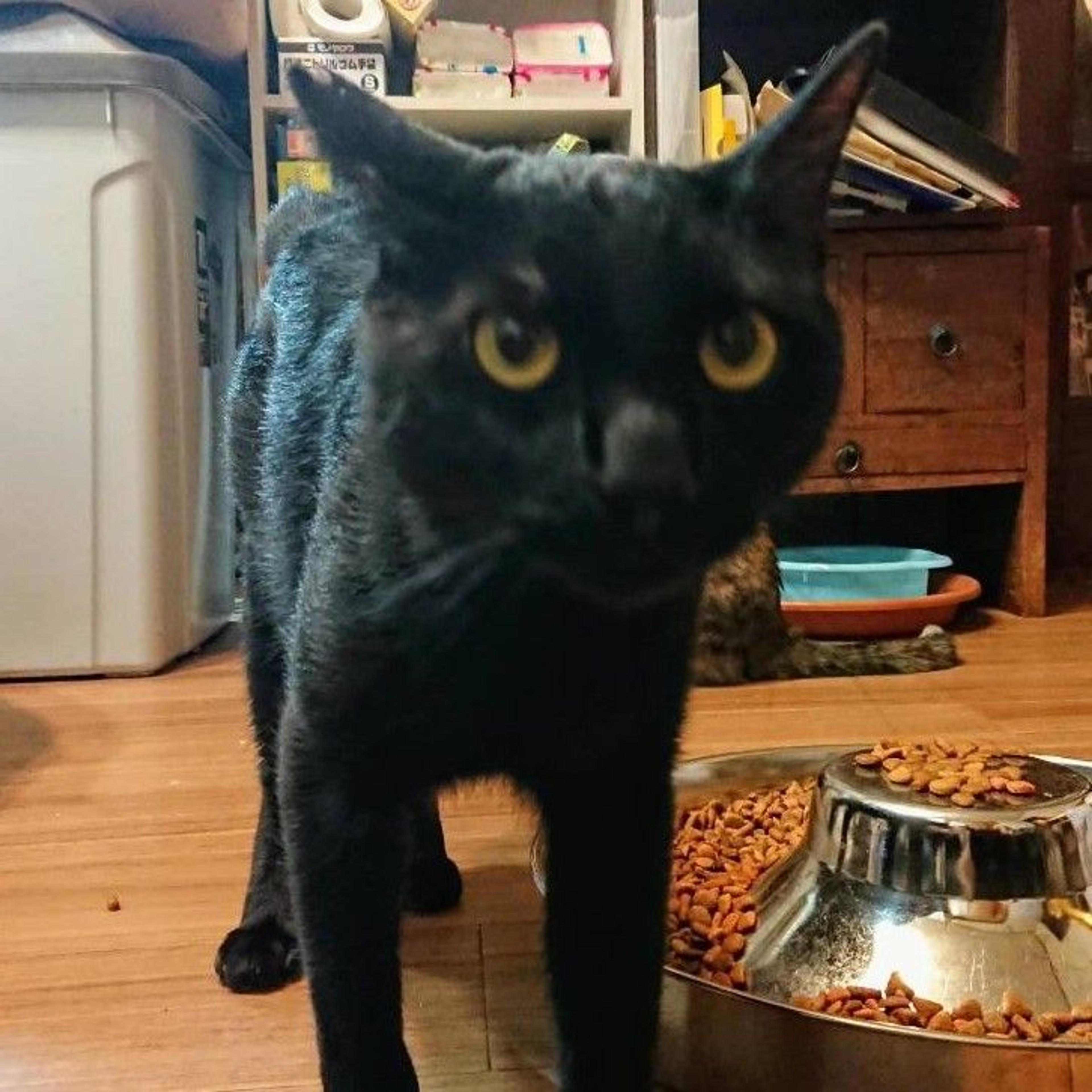 pet-image-3