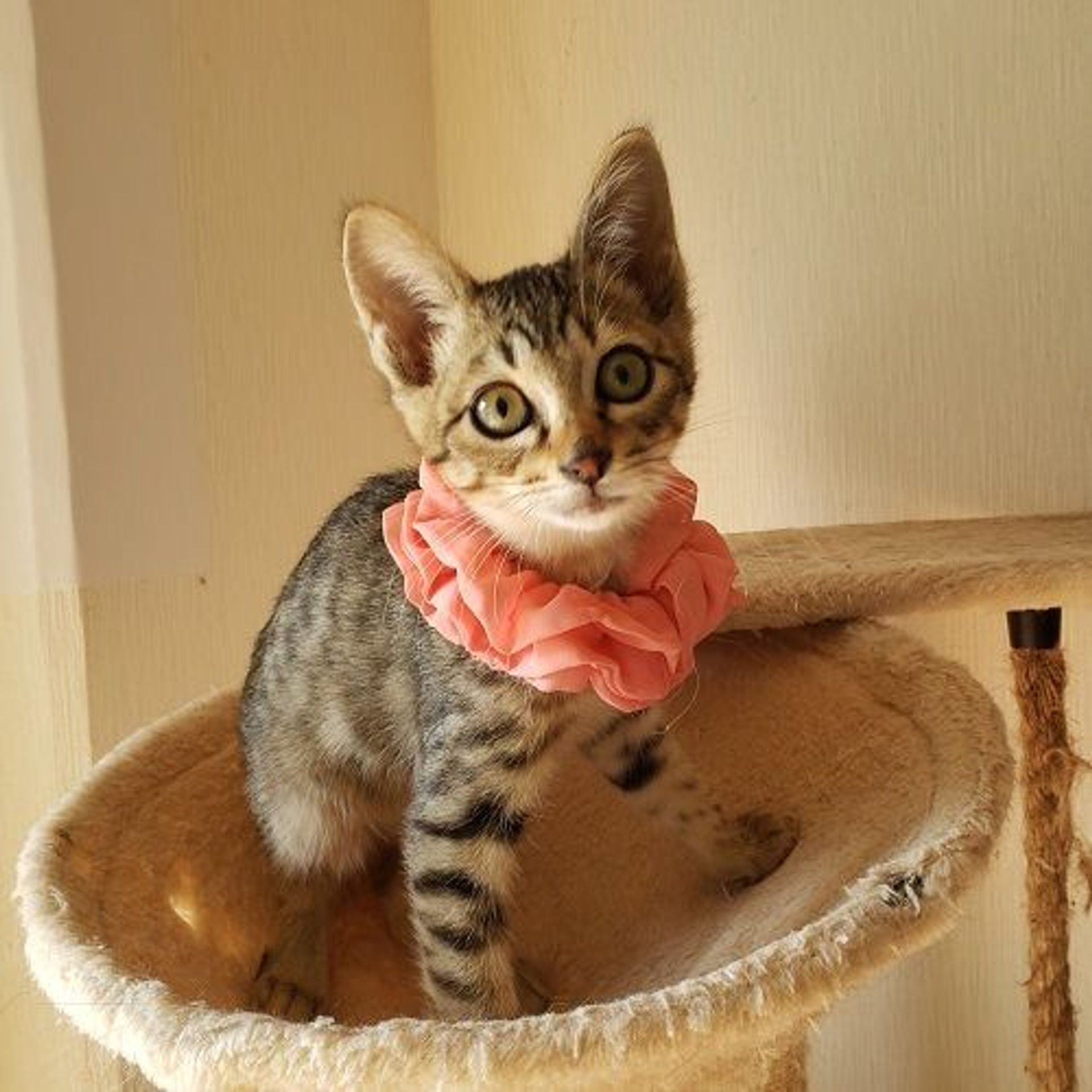 雑種（ミックス猫）・オスの里親募集の写真