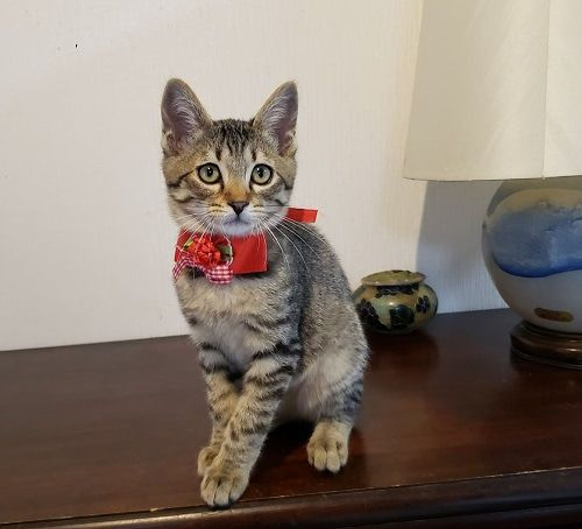 雑種（ミックス猫）・オスの里親募集の写真