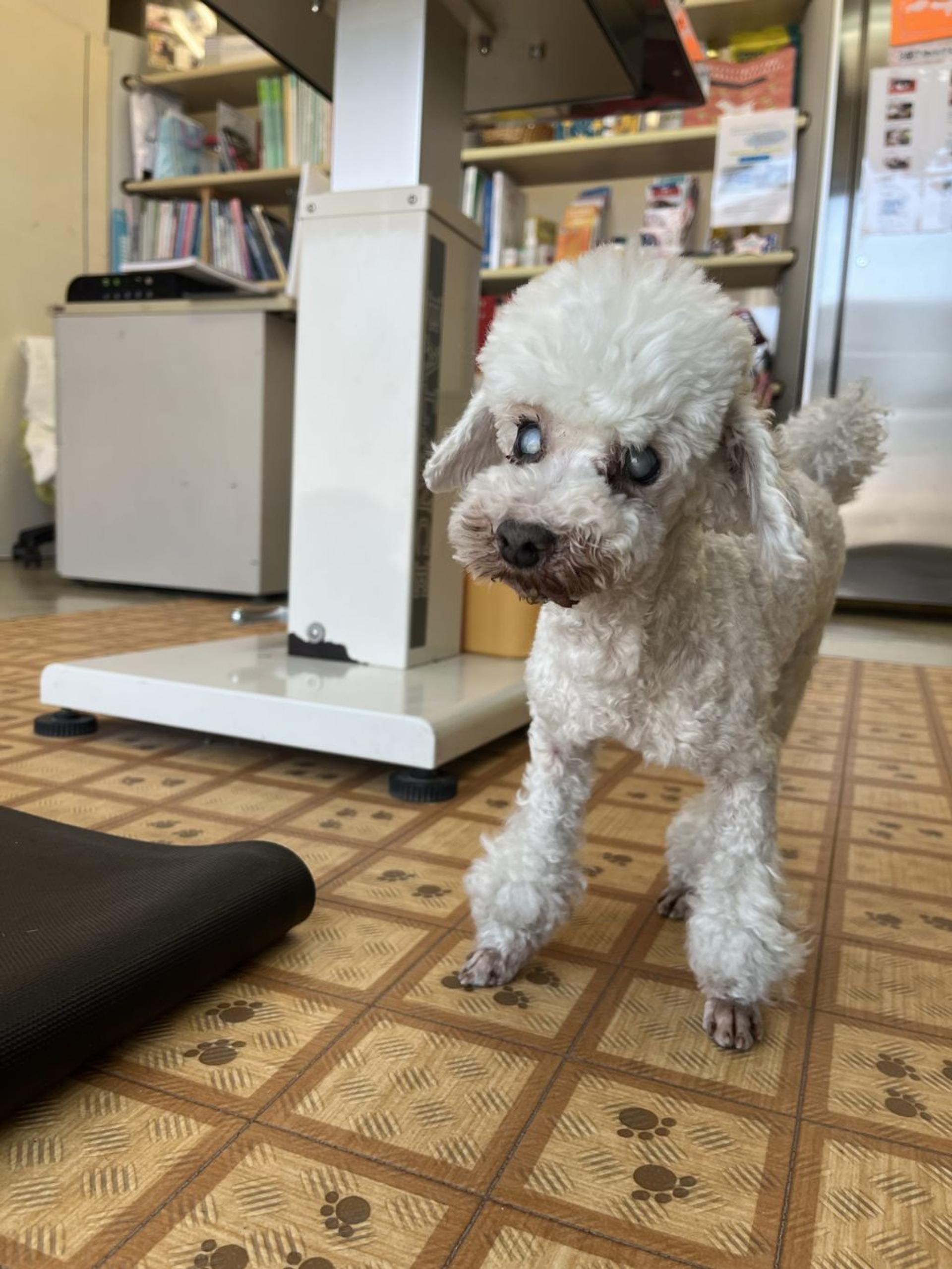 pet-image-3