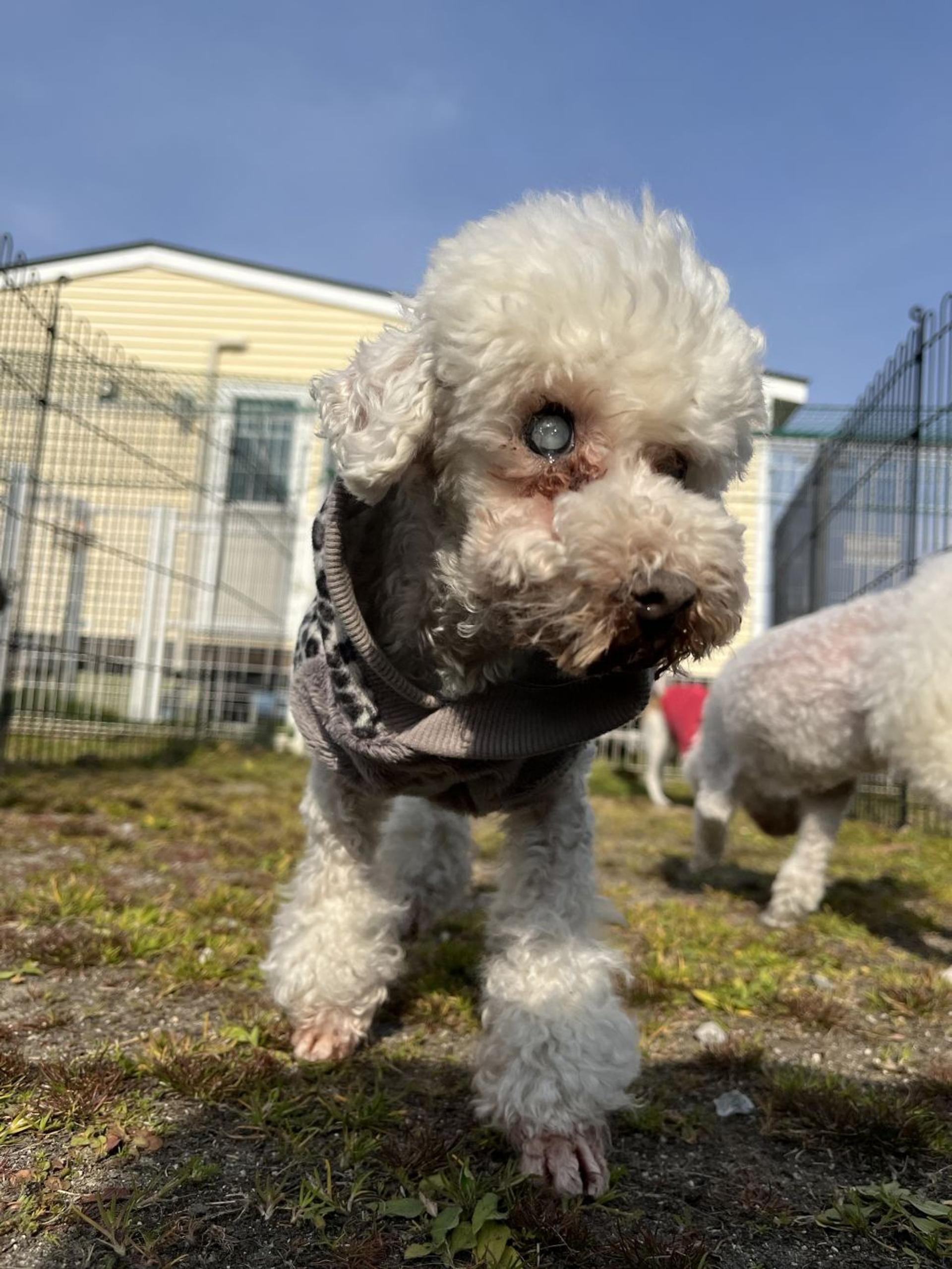 pet-image-7