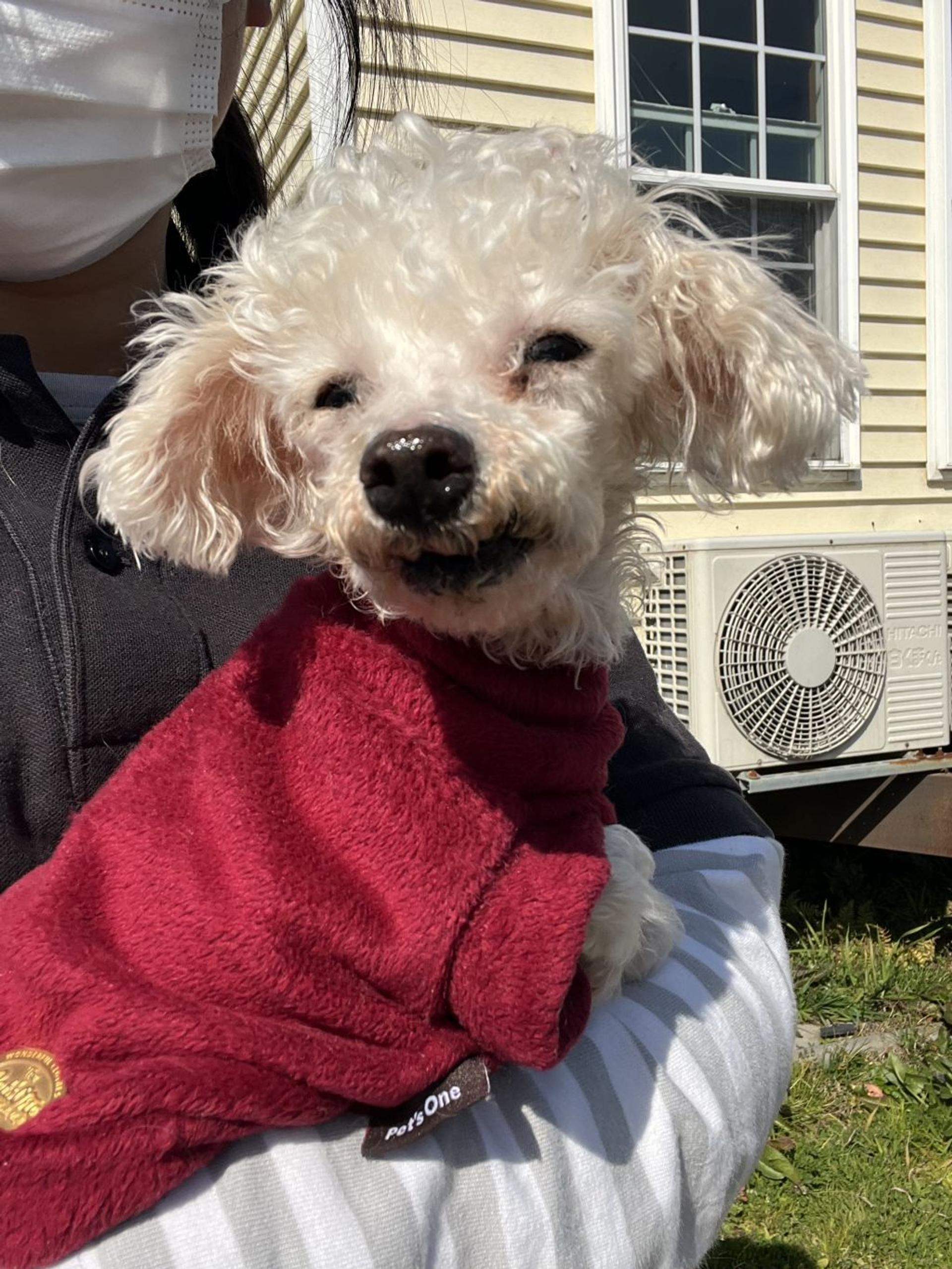 pet-image-3