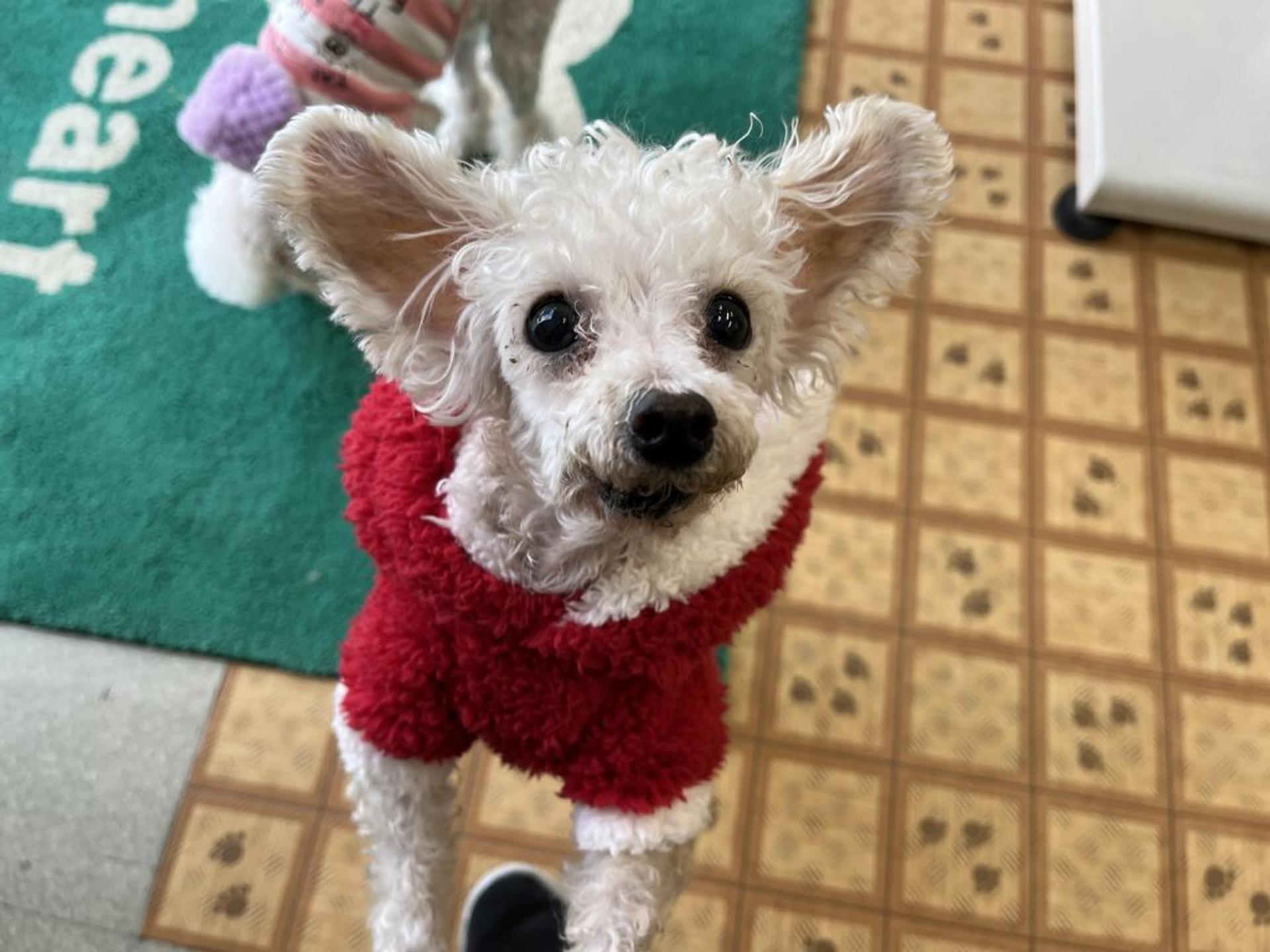 pet-image-4