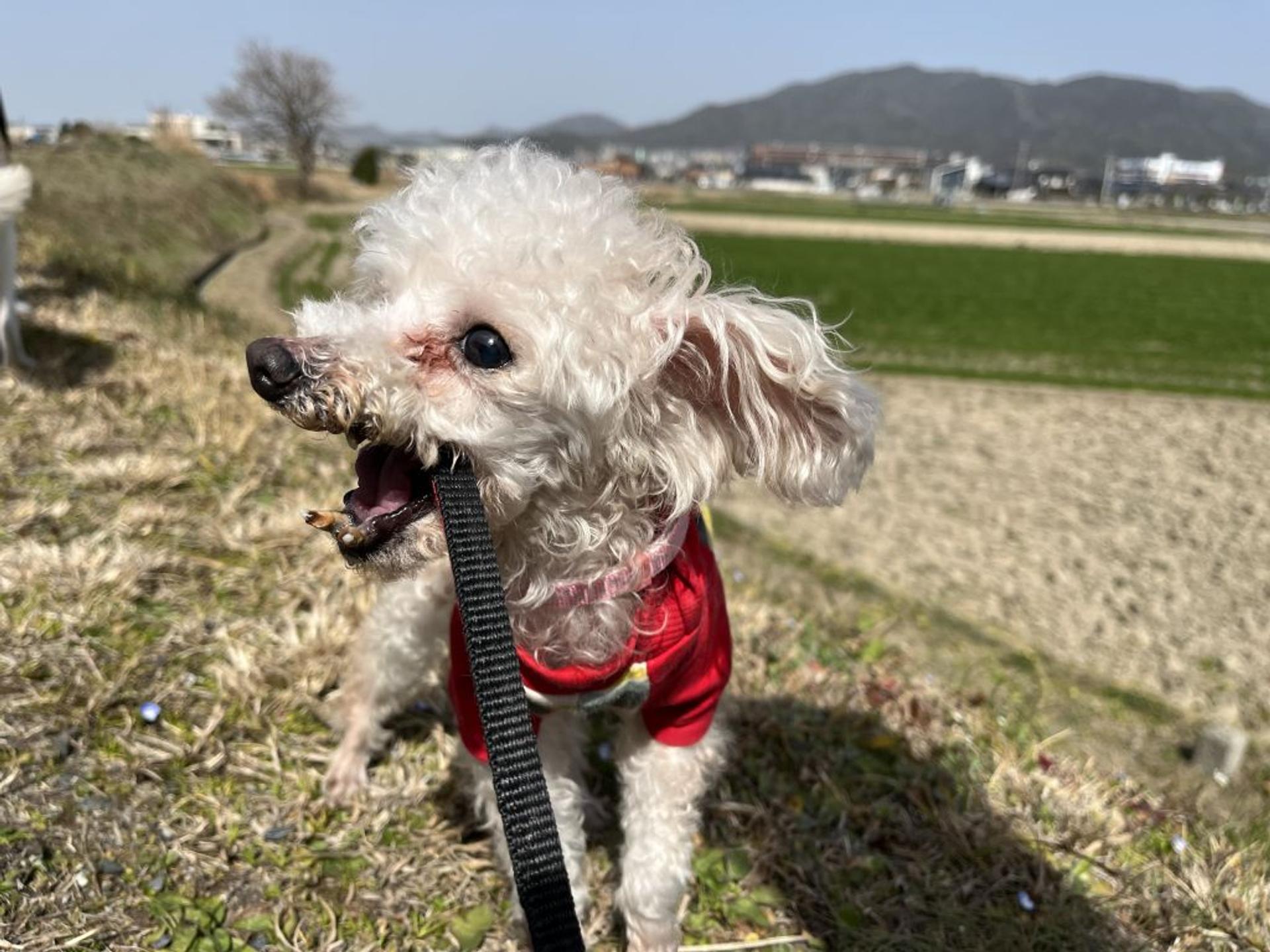 pet-image-6