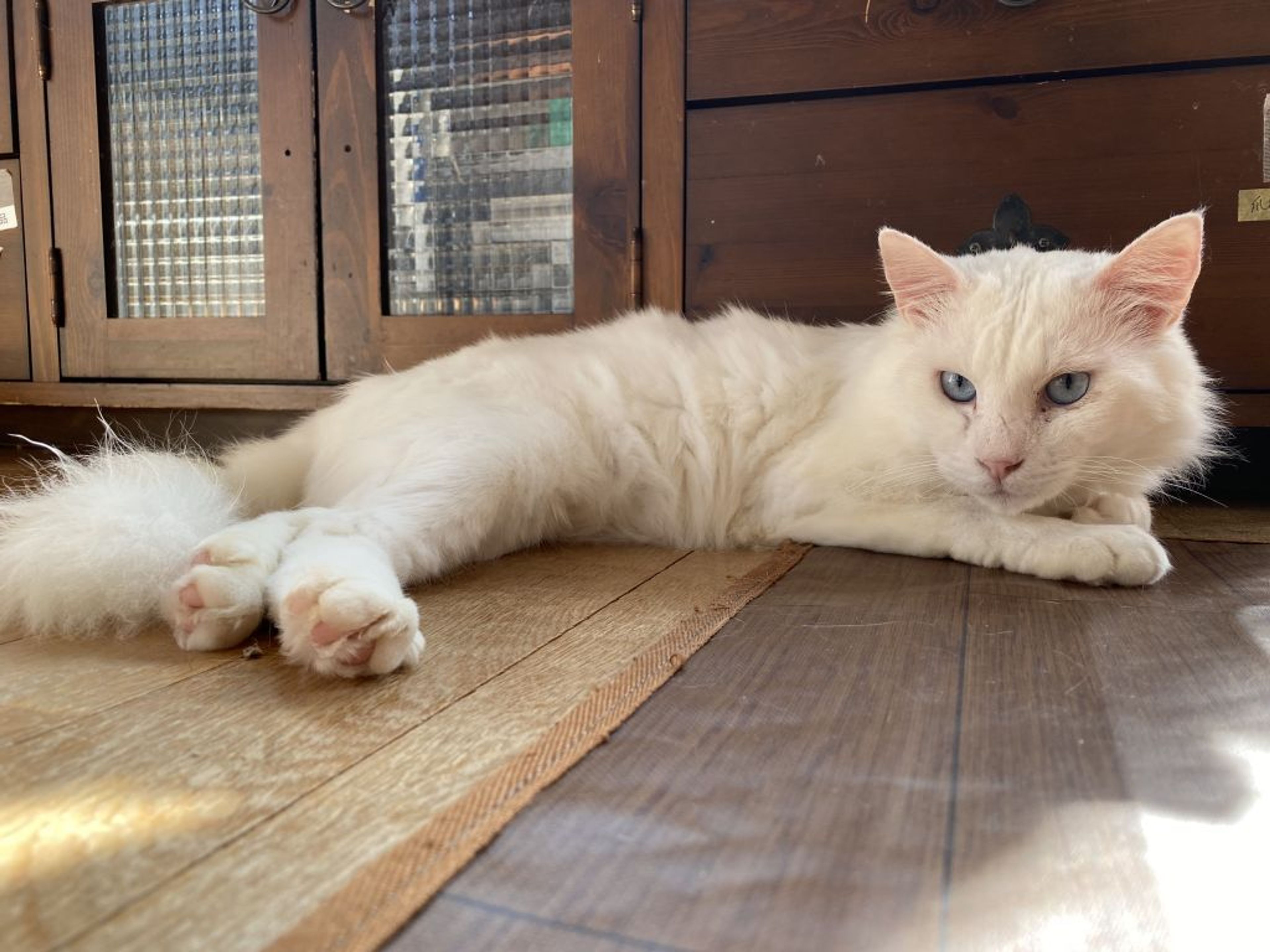 pet-image-2