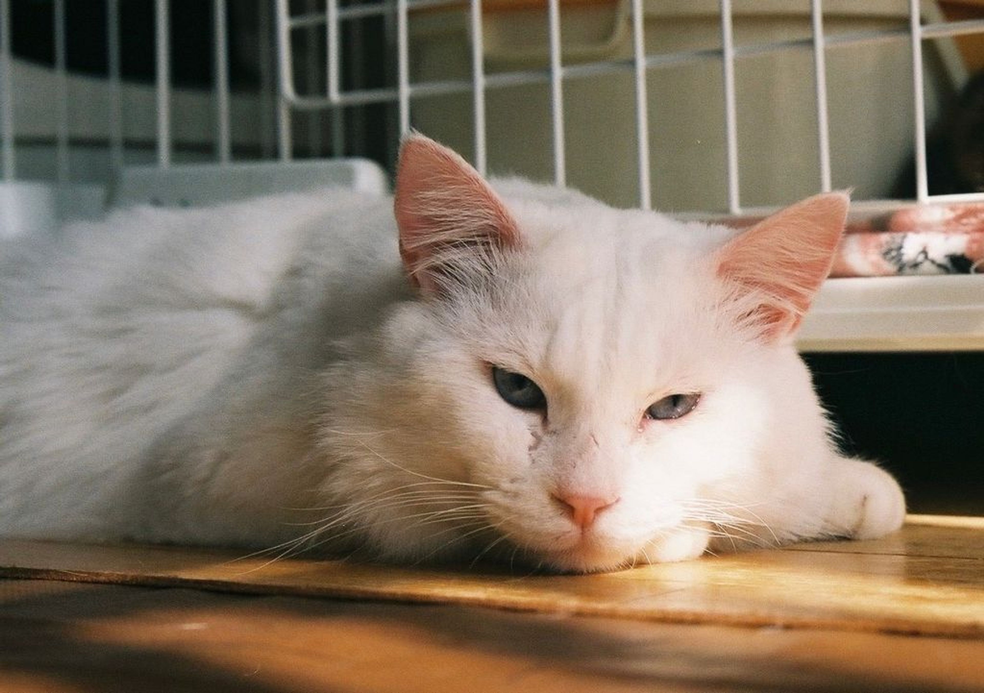 pet-image-3