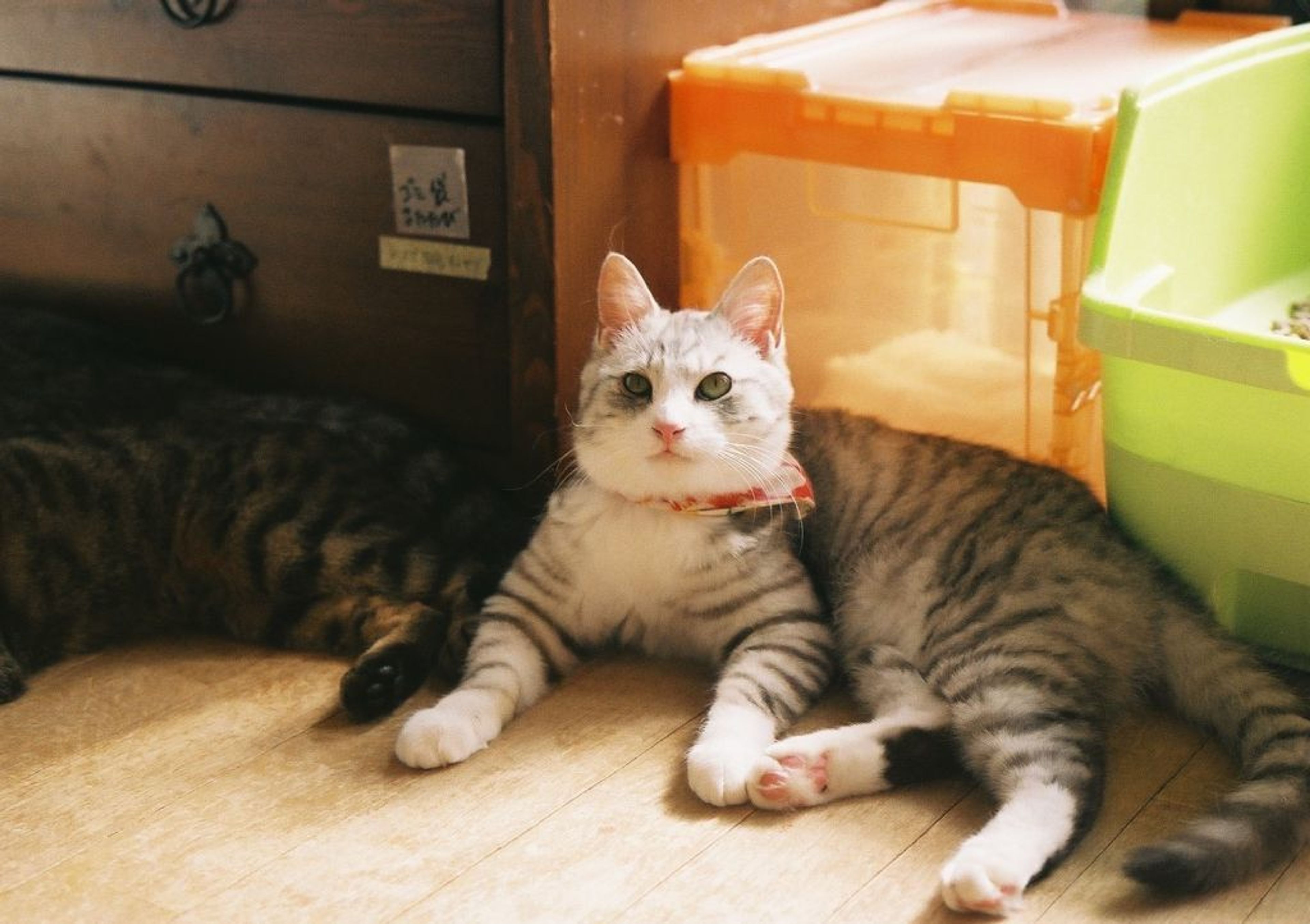 雑種（ミックス猫）・オスの里親募集の写真