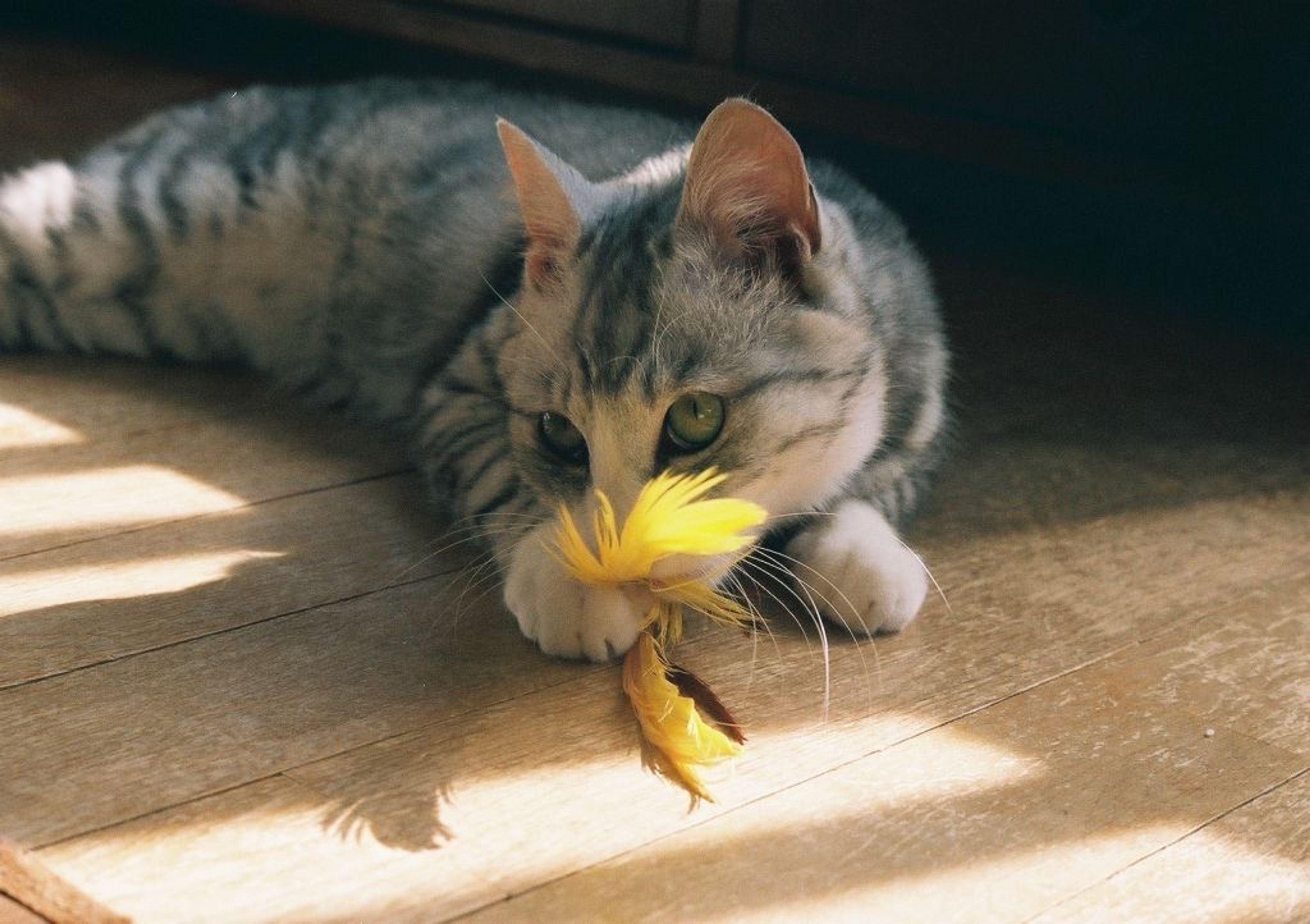 pet-image-3
