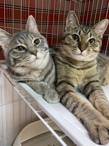 たら（グレー）といくら（キジトラ）の写真