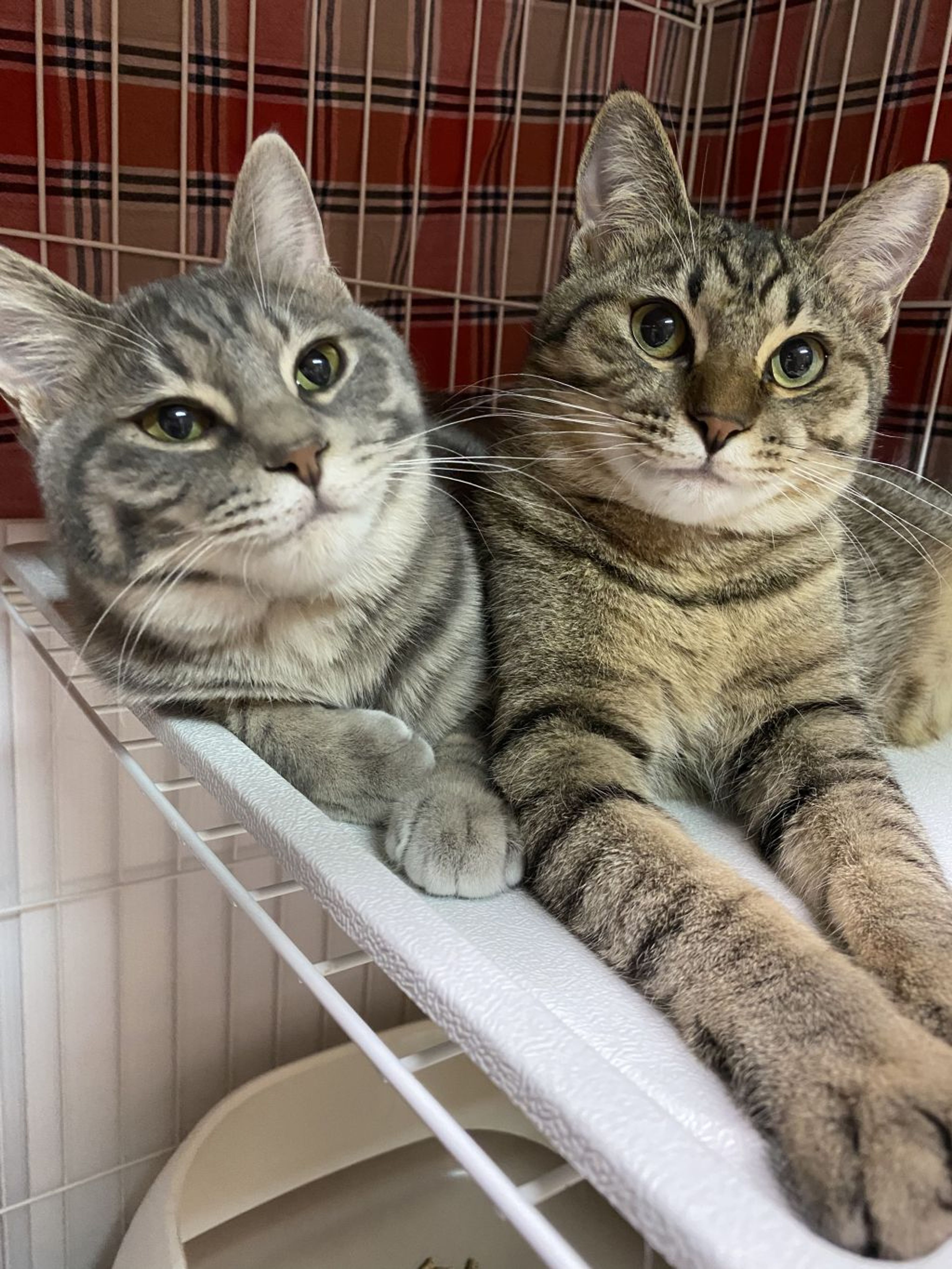 雑種（ミックス猫）・オスの里親募集の写真