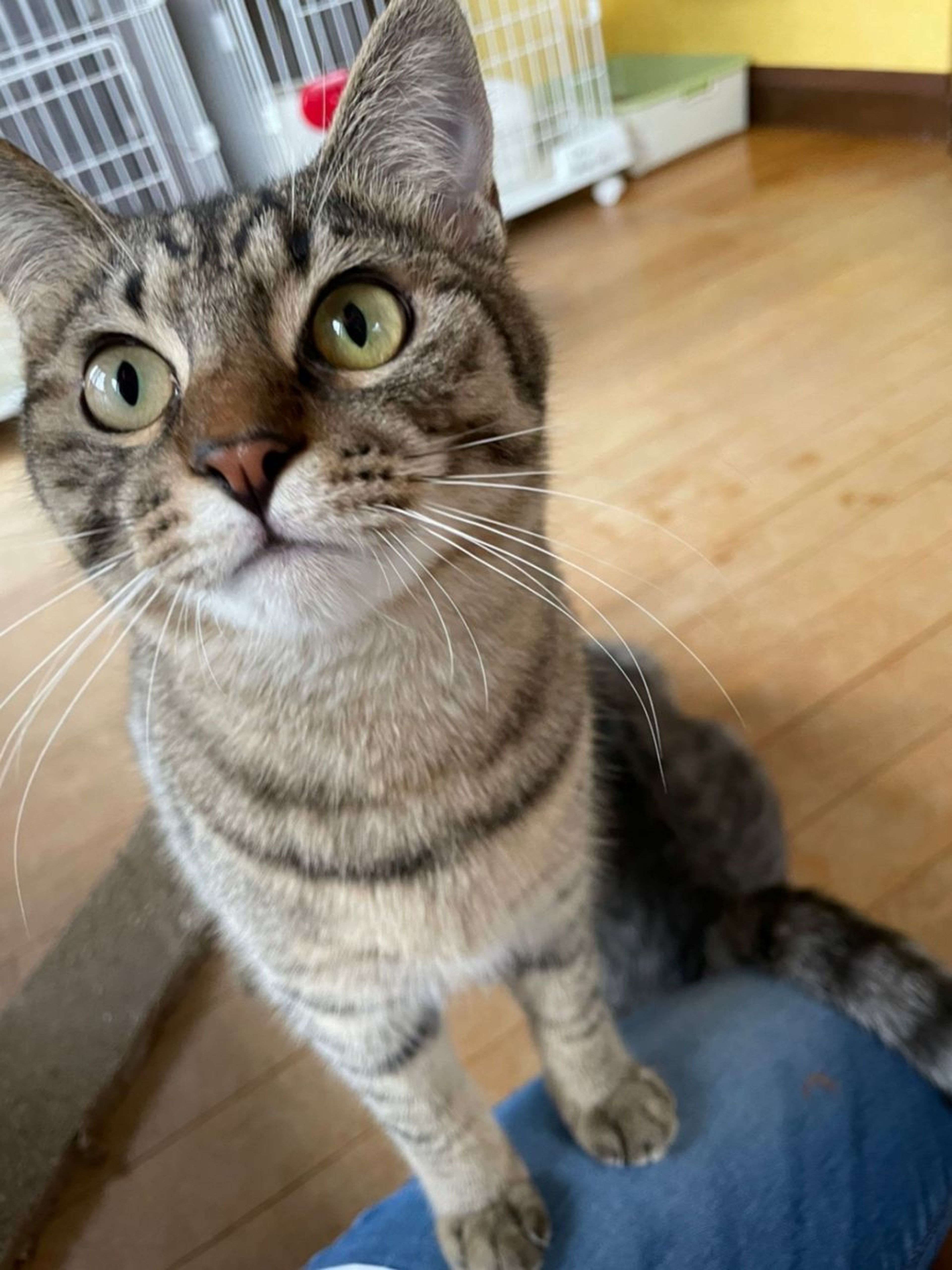 pet-image-2