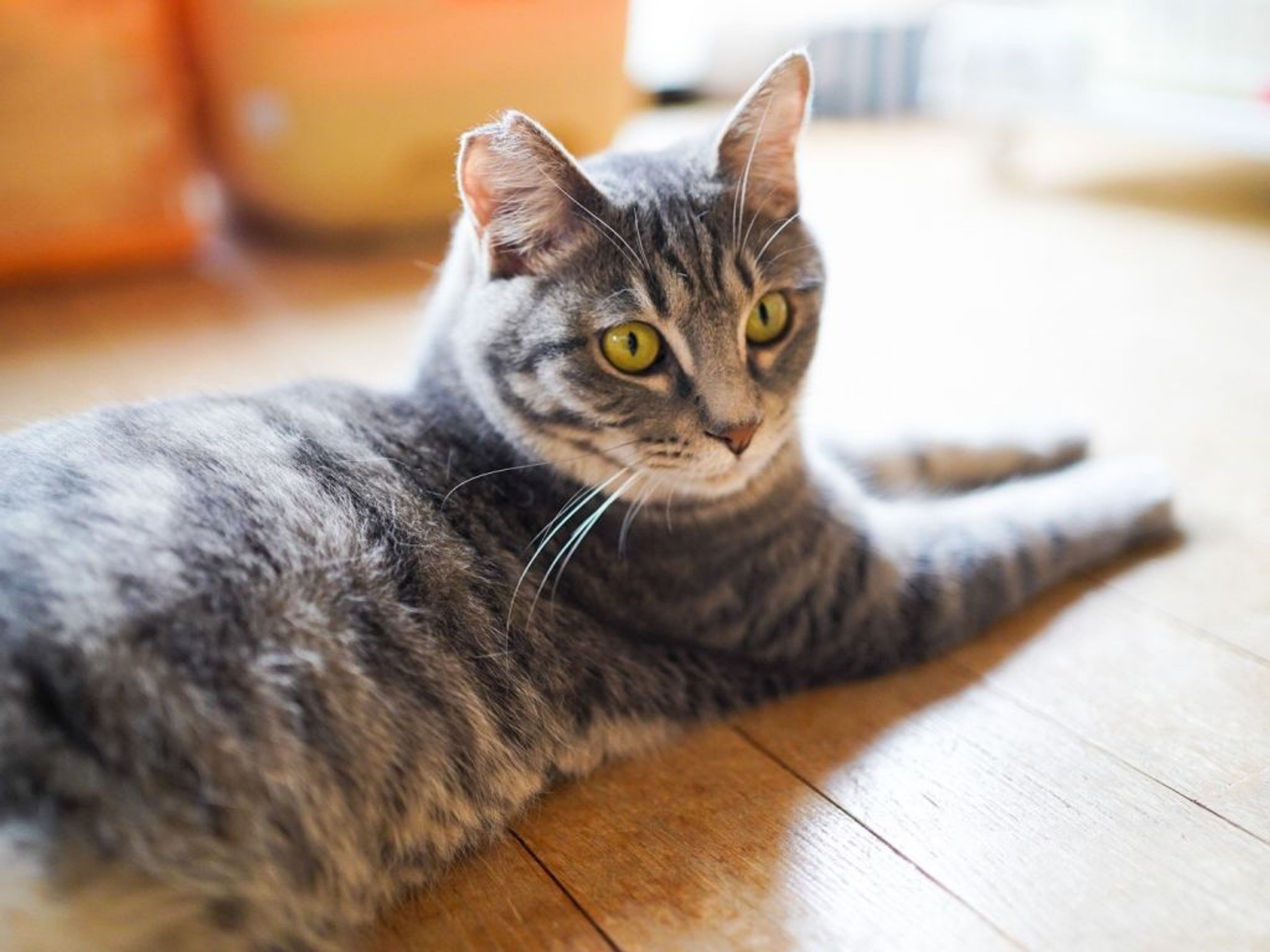 pet-image-4