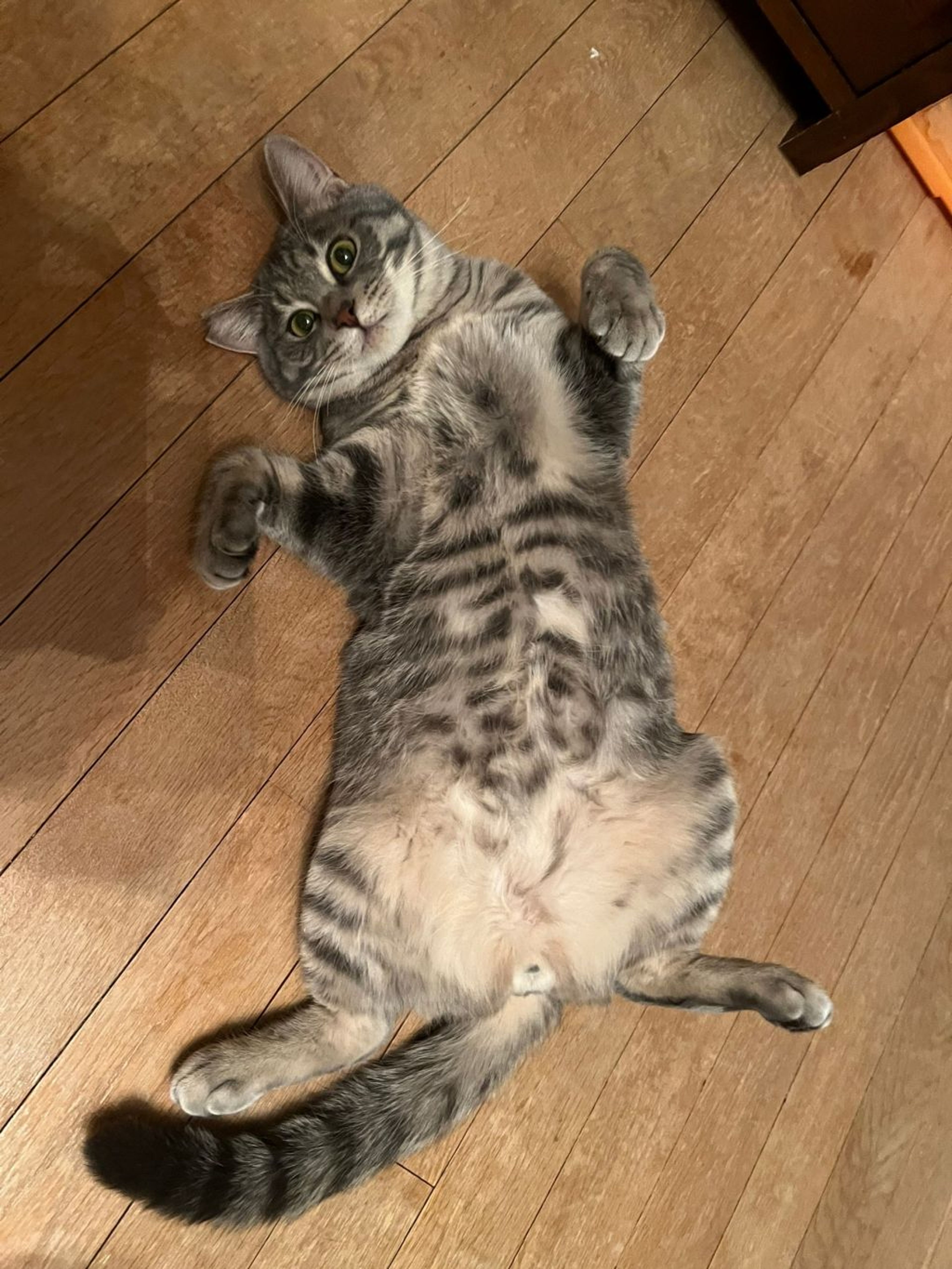 pet-image-5