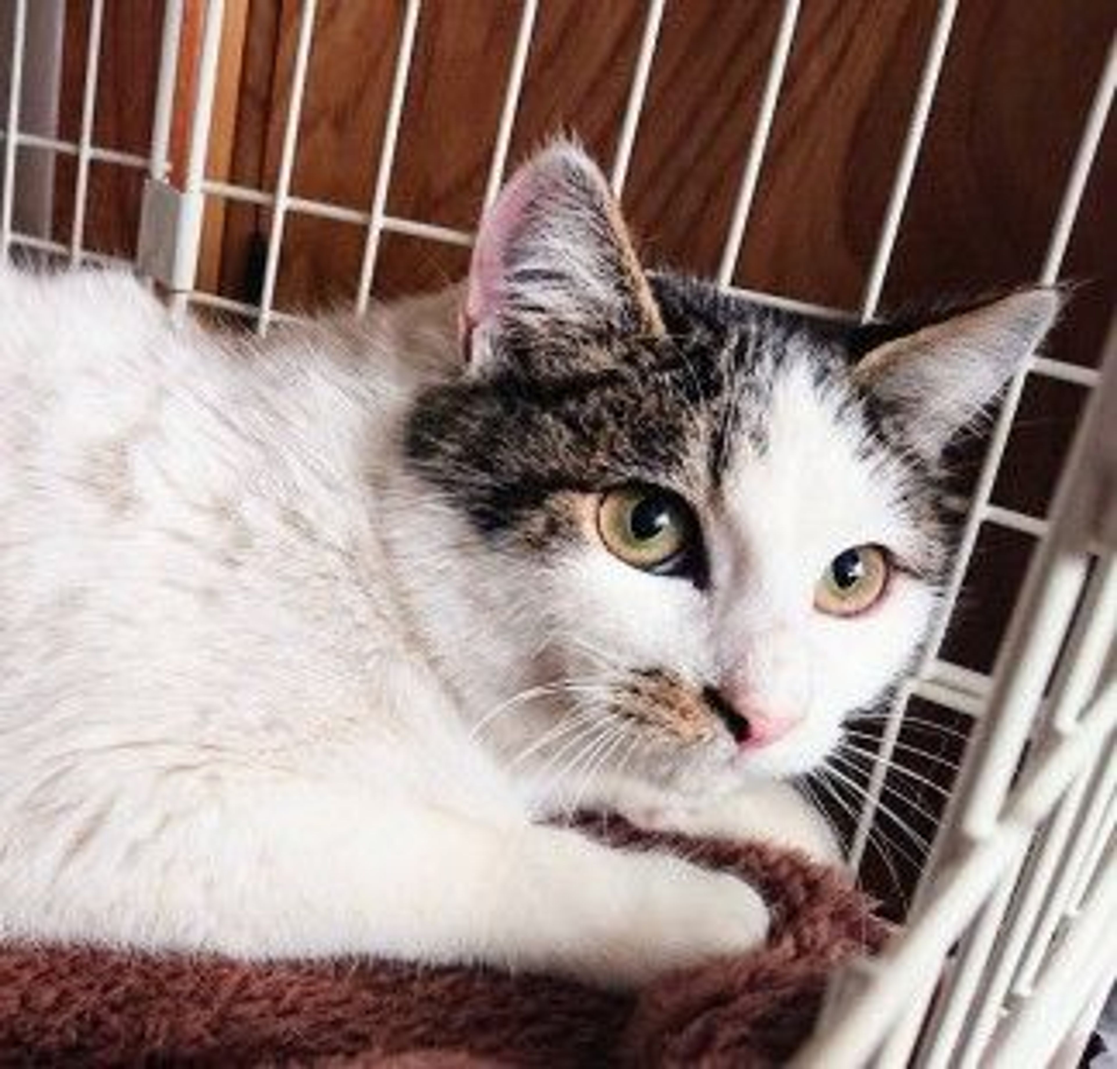 雑種（ミックス猫）・オスの里親募集の写真