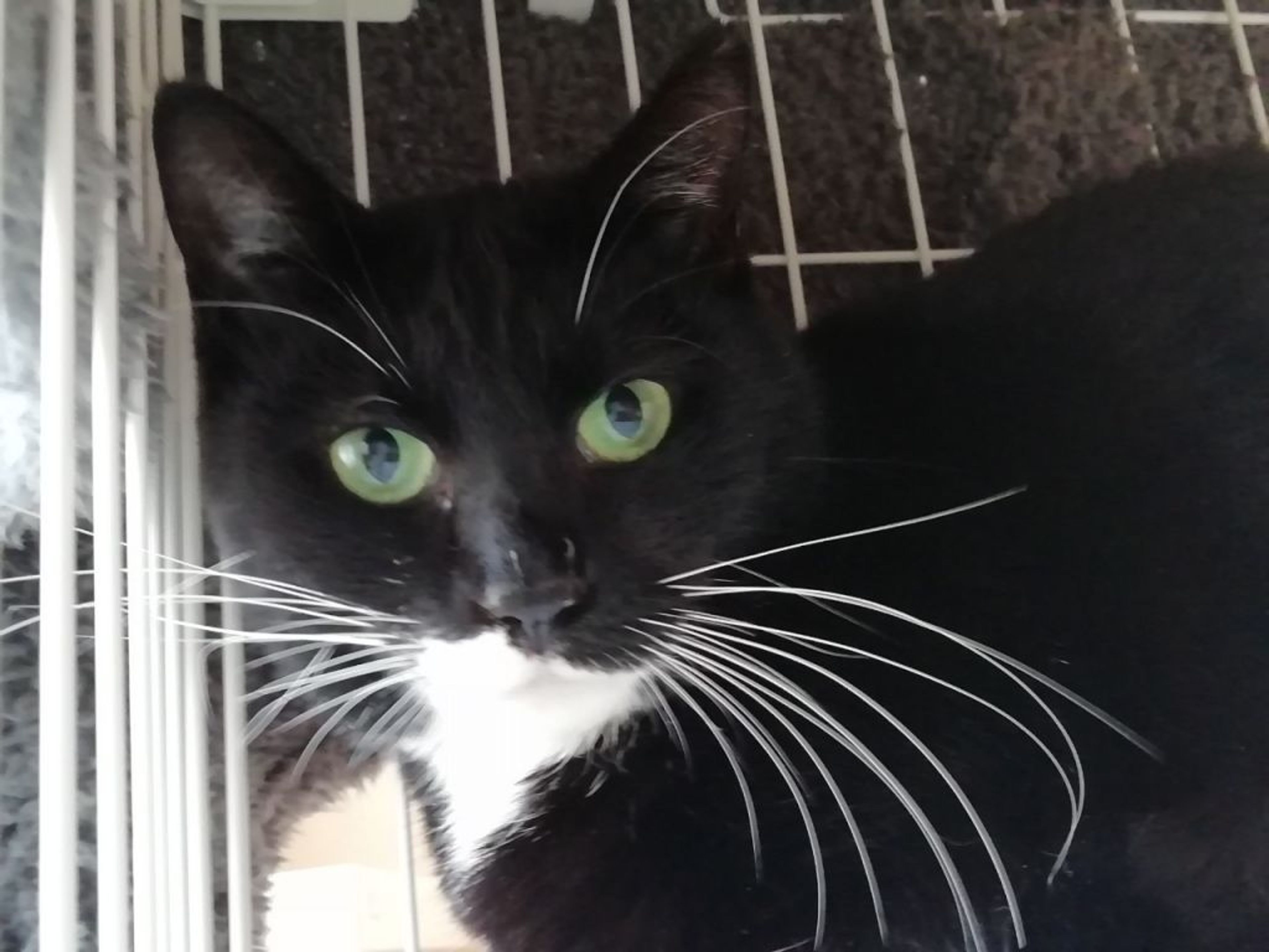 pet-image-2