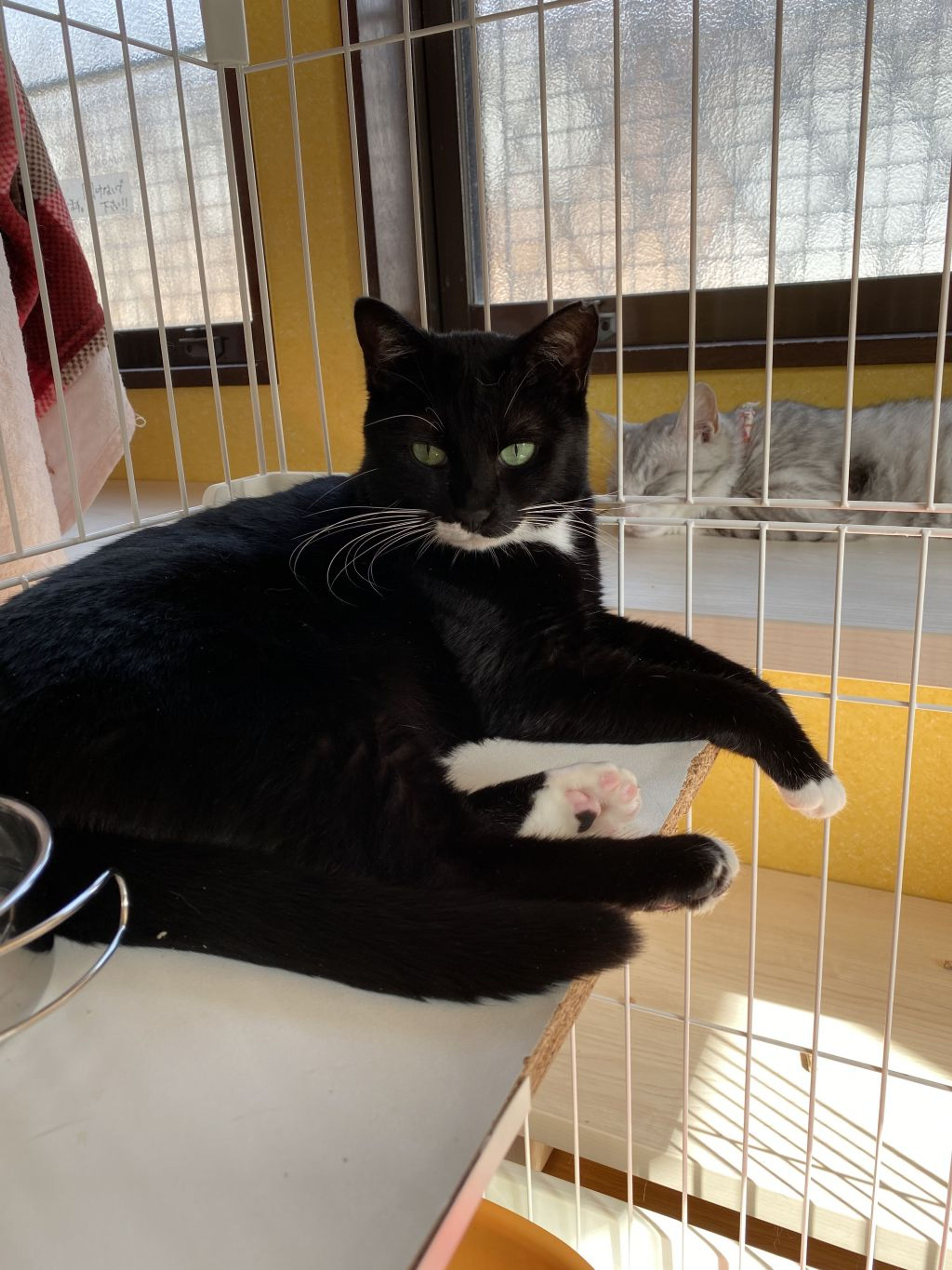 pet-image-3