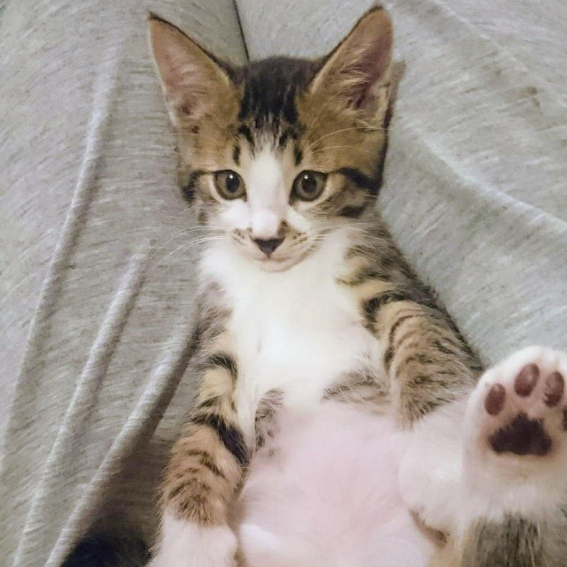 雑種（ミックス猫）・オスの里親募集の写真