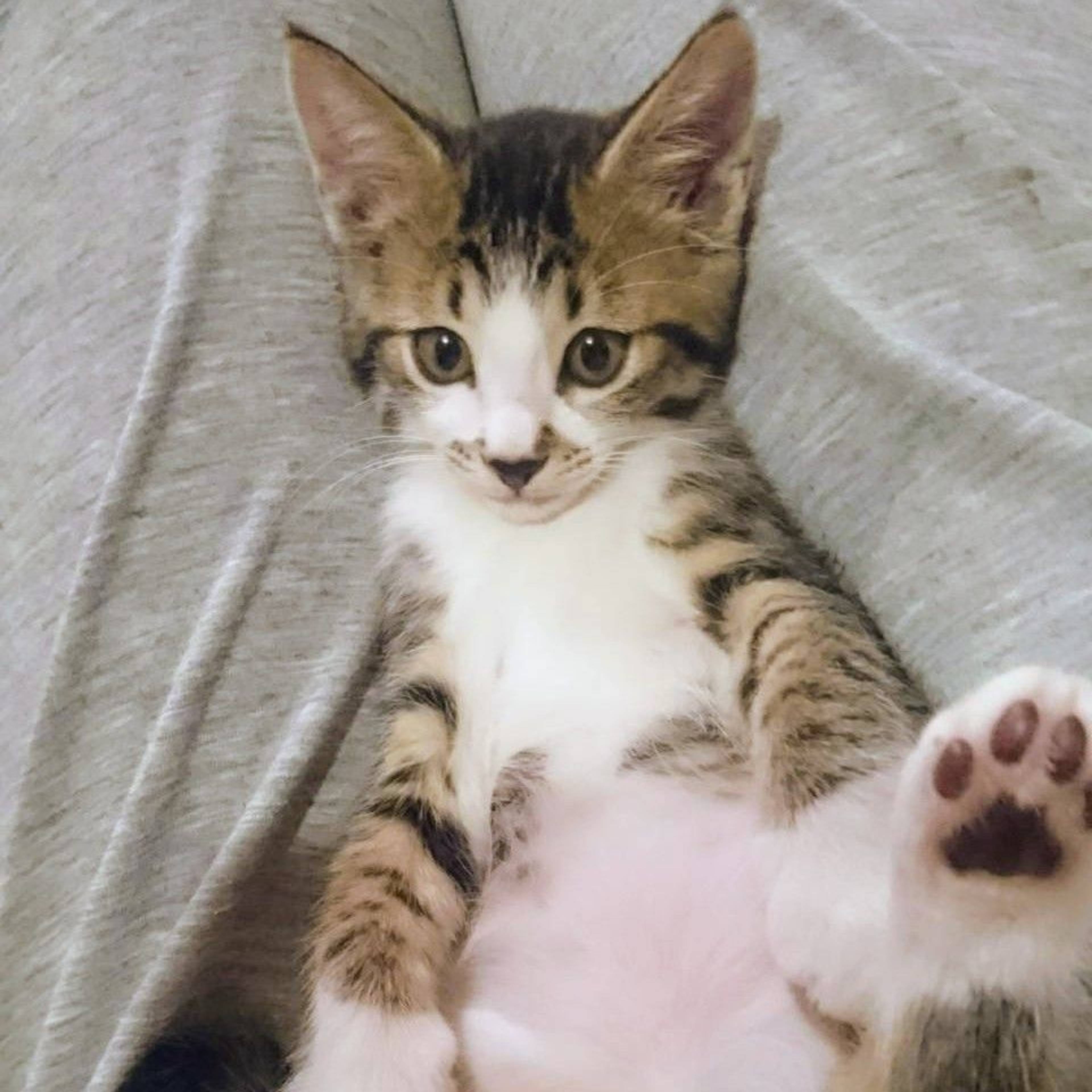 雑種（ミックス猫）・オスの里親募集の写真