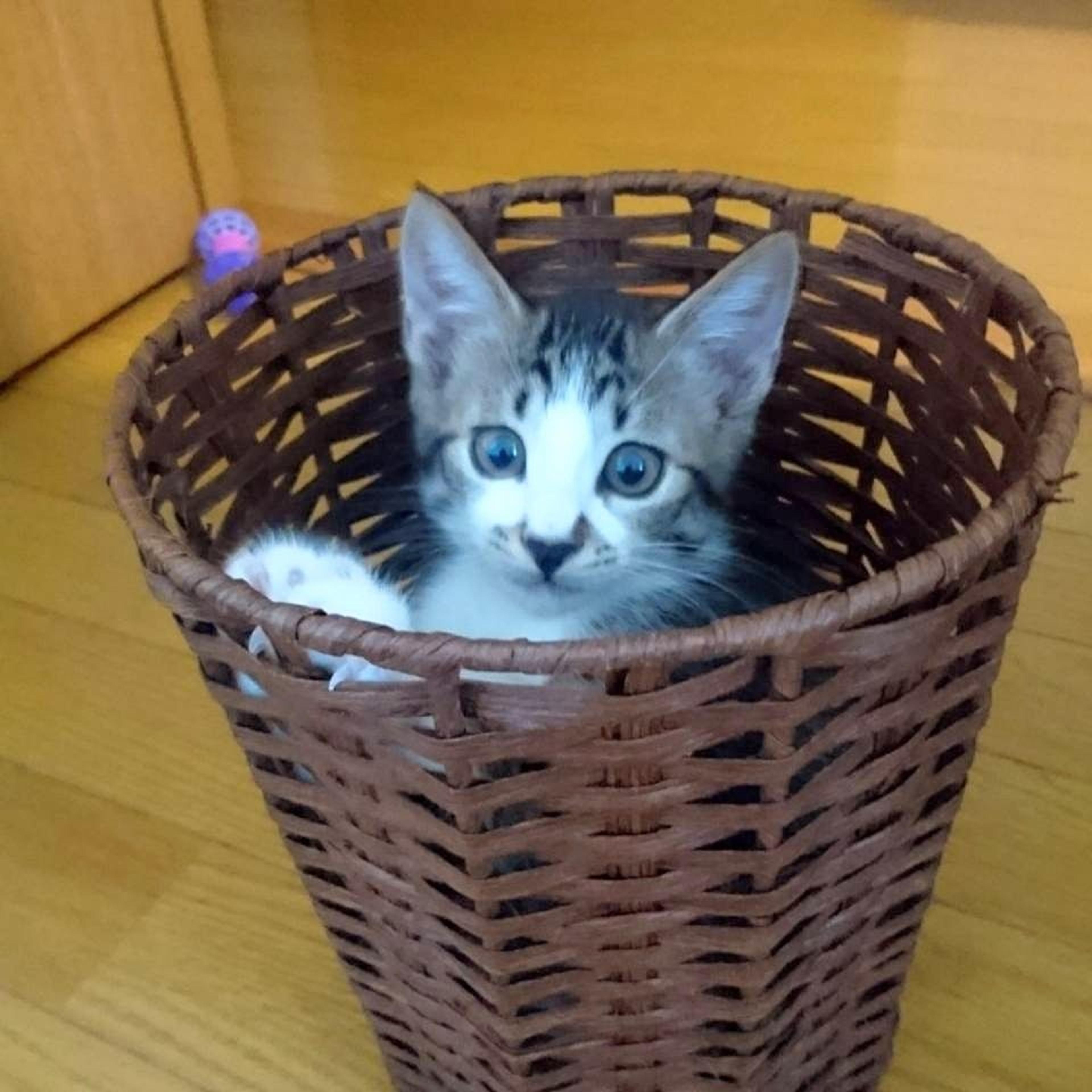 pet-image-2