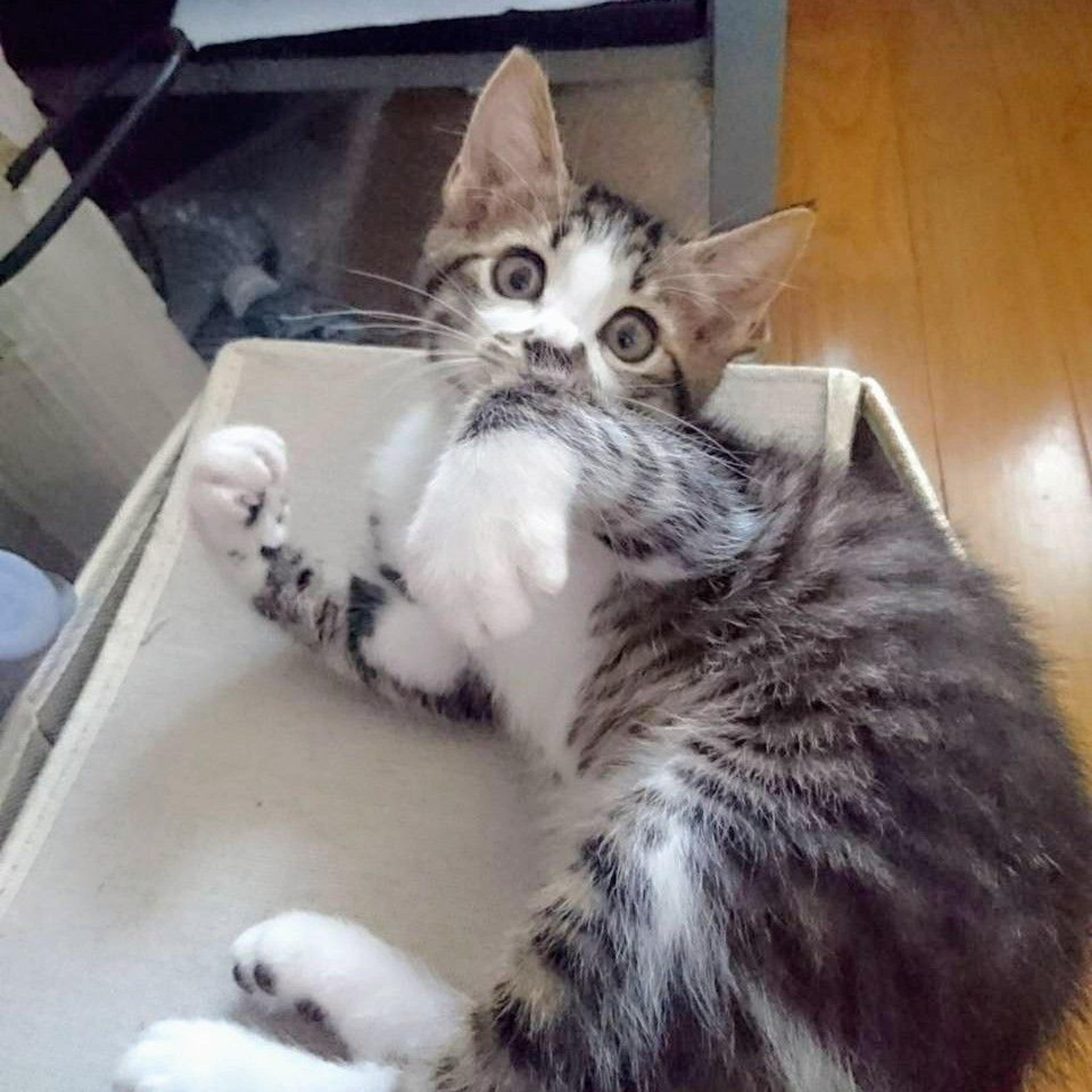 pet-image-3