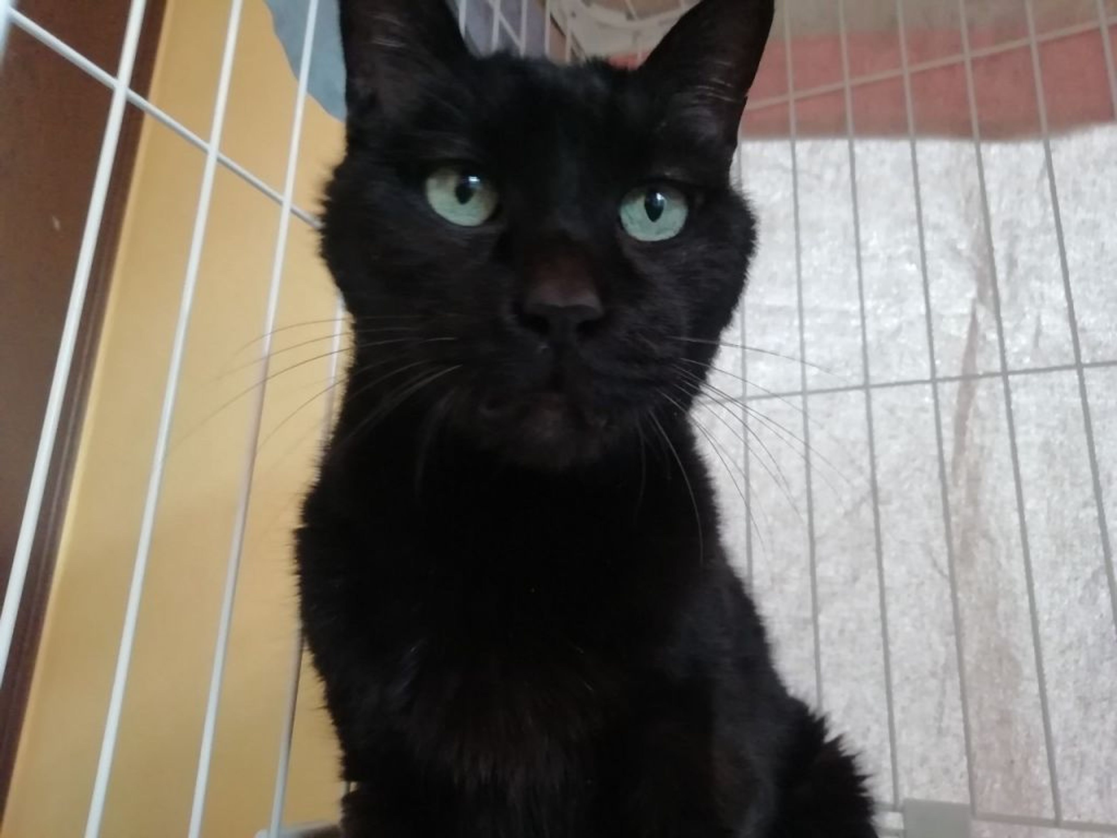 雑種（ミックス猫）・オスの里親募集の写真