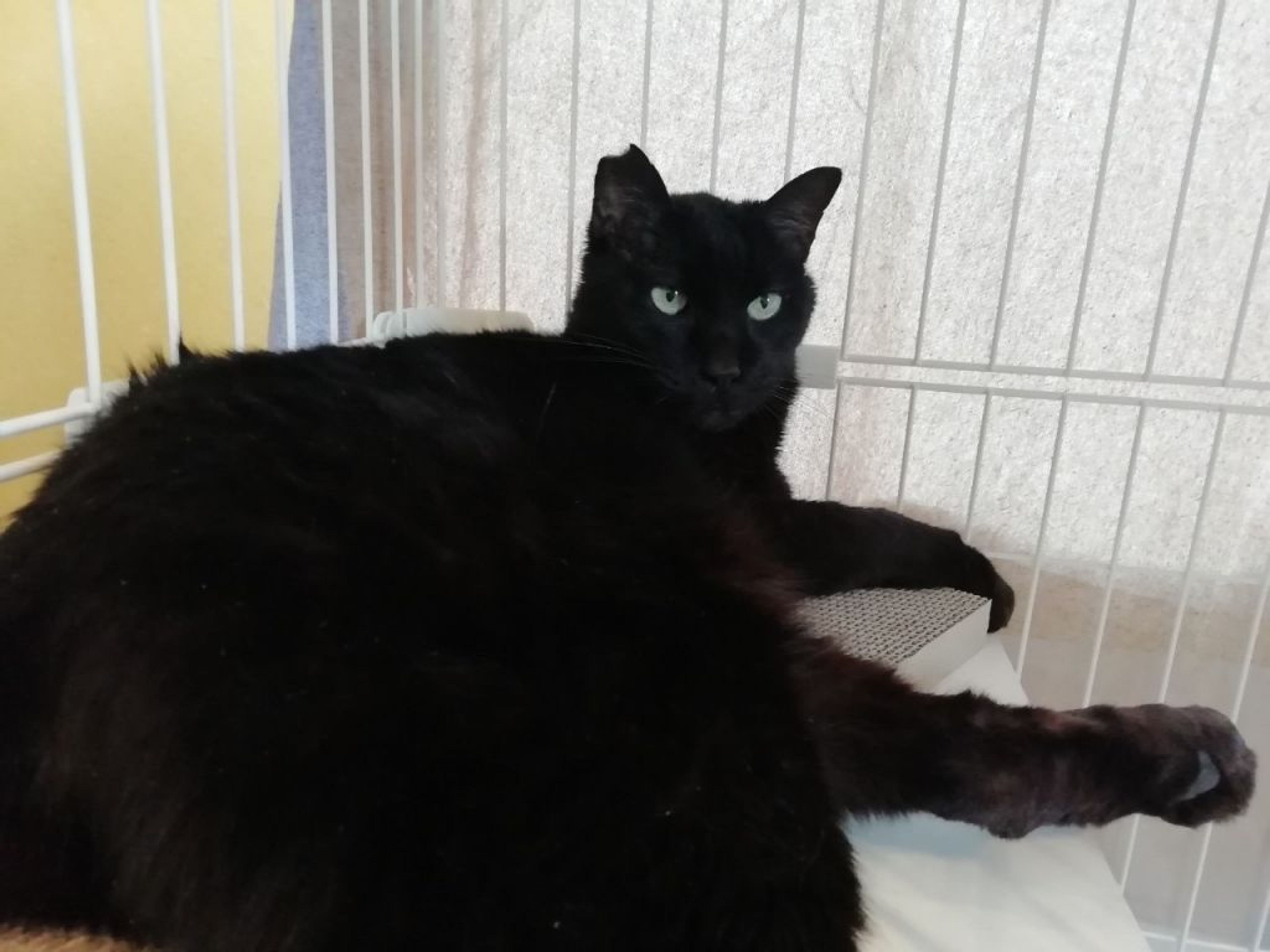 pet-image-2