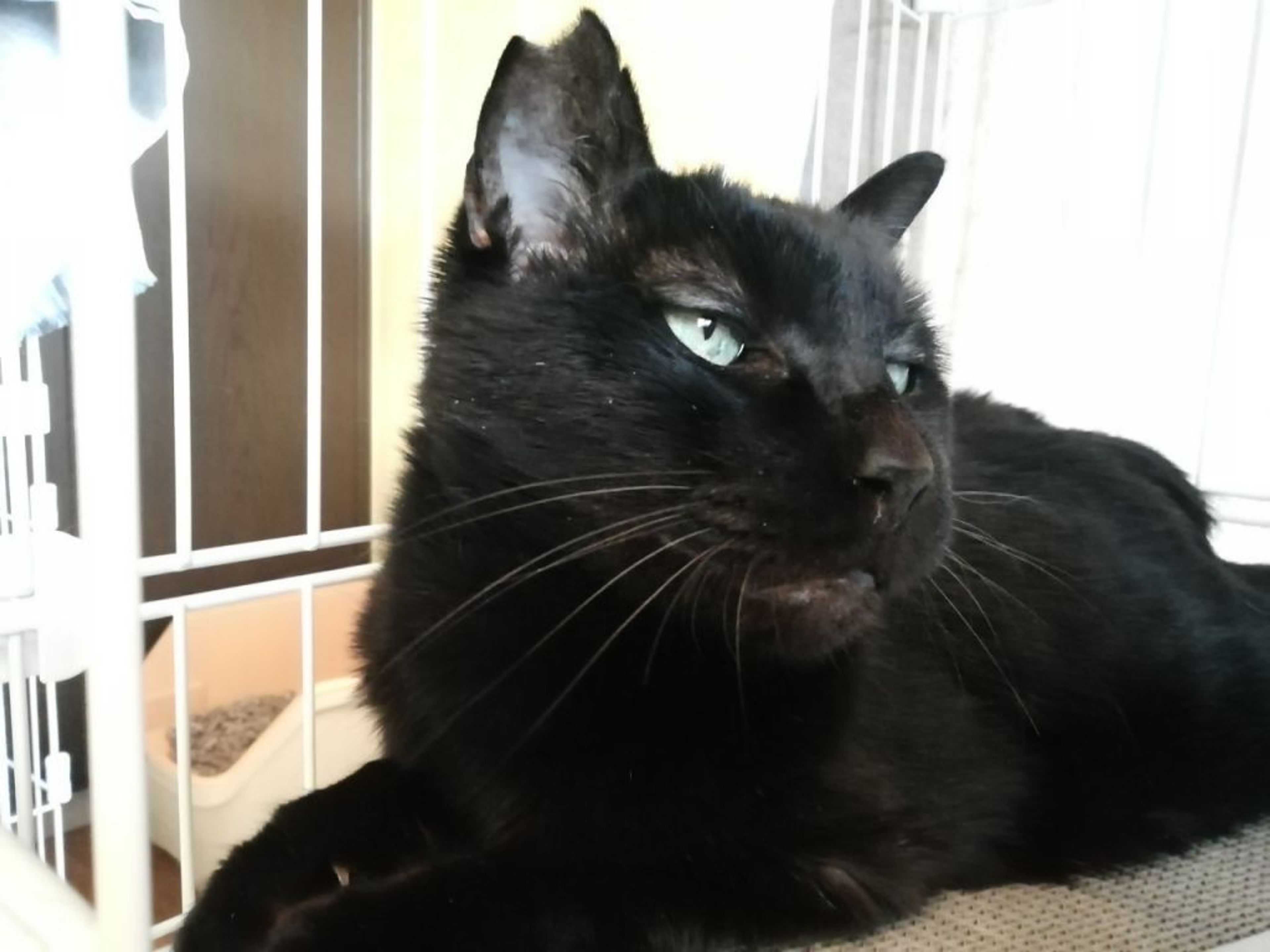 pet-image-3