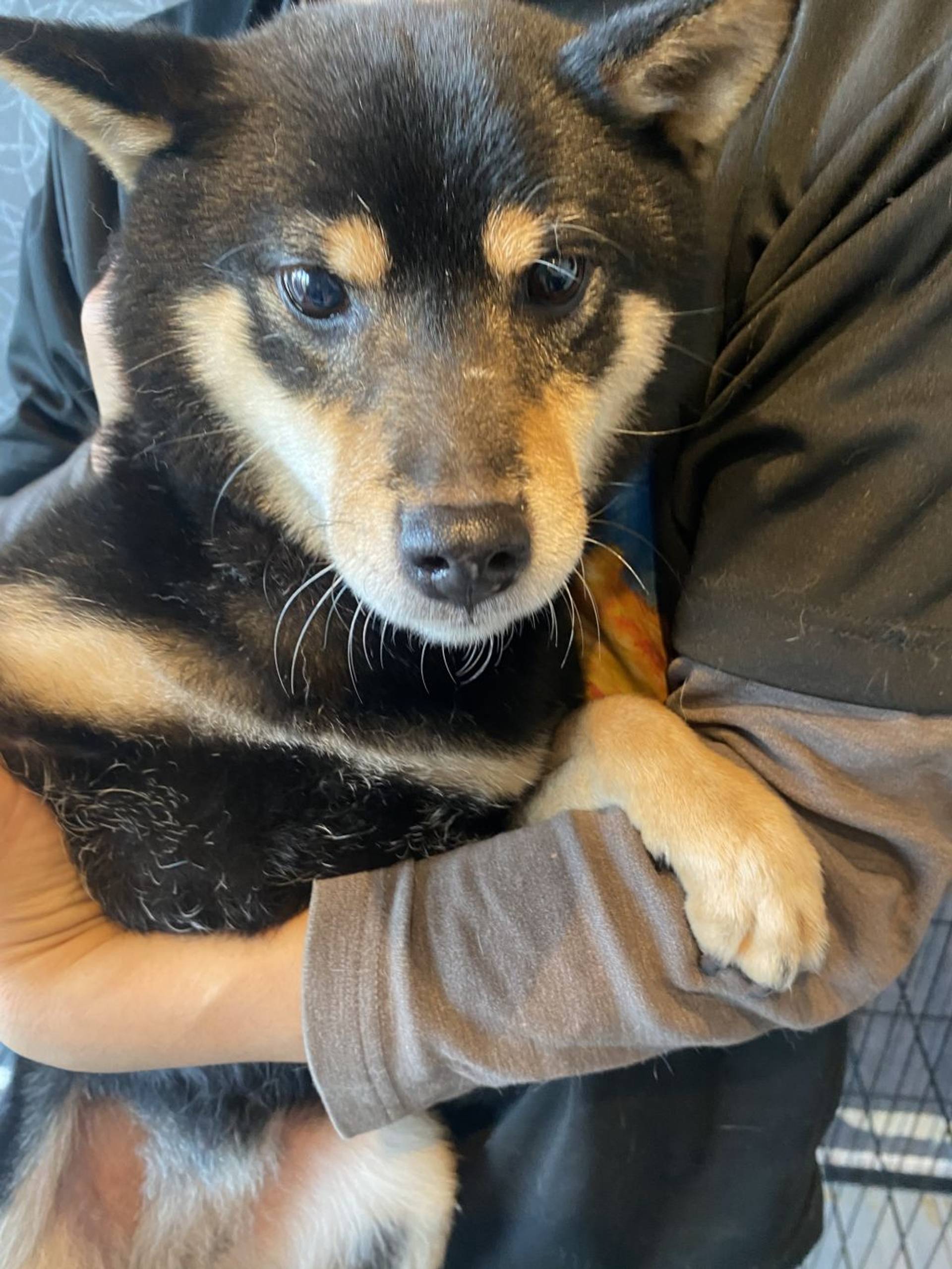 柴犬・メスの里親募集の写真