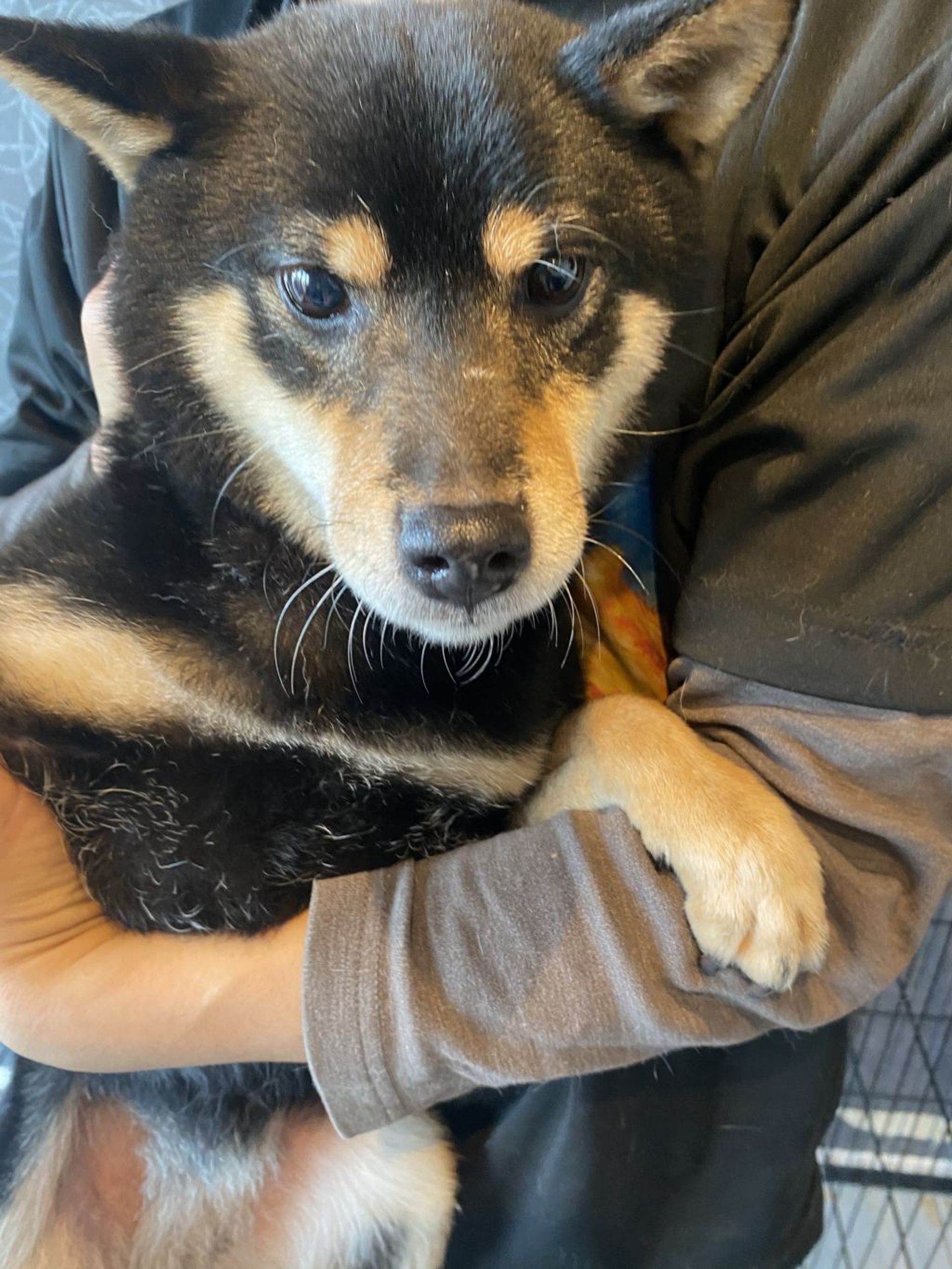 柴犬・メスの里親募集の写真