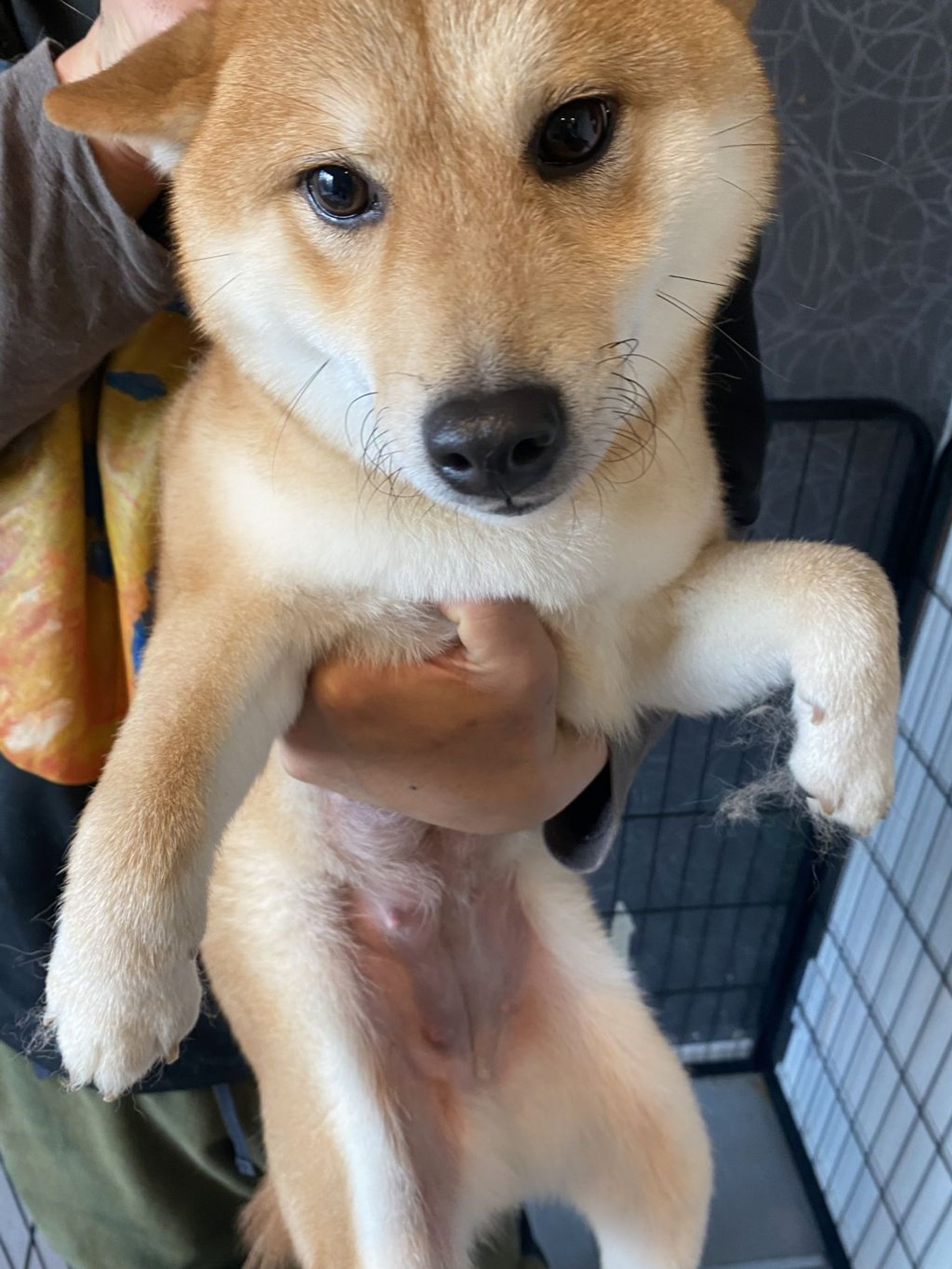 柴犬・メスの里親募集の写真
