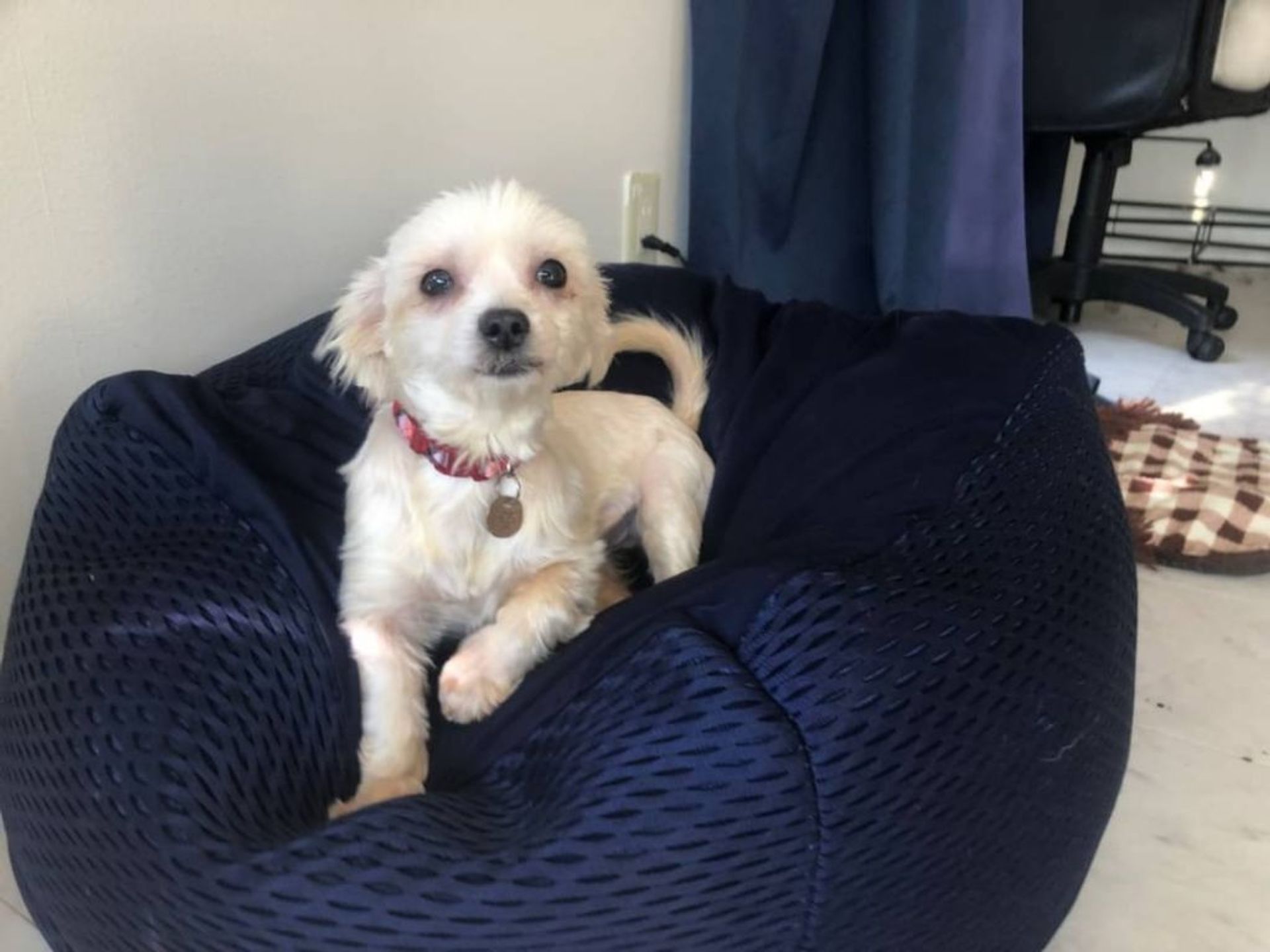 雑種（ミックス犬）・メスの里親募集の写真