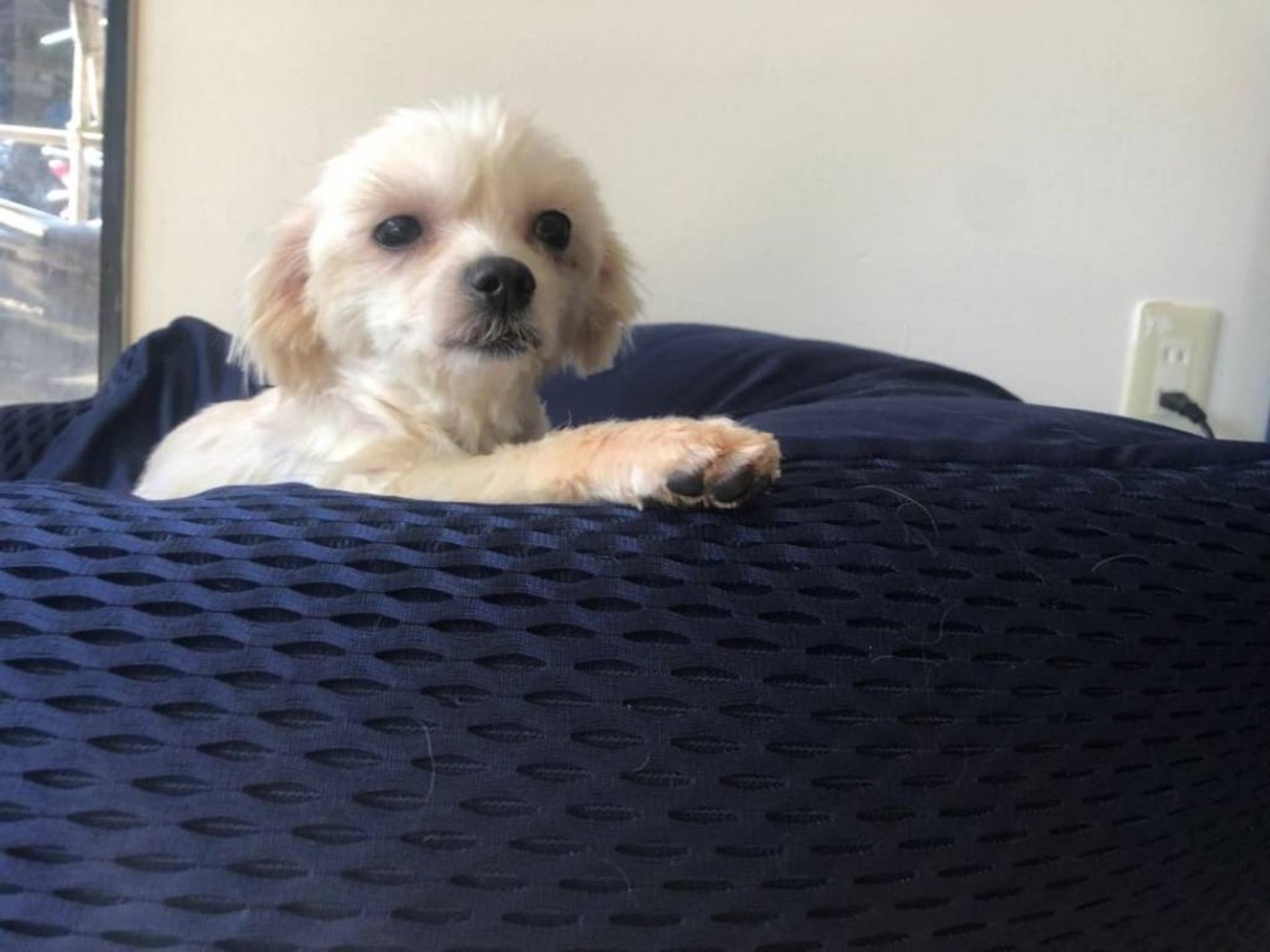 pet-image-2