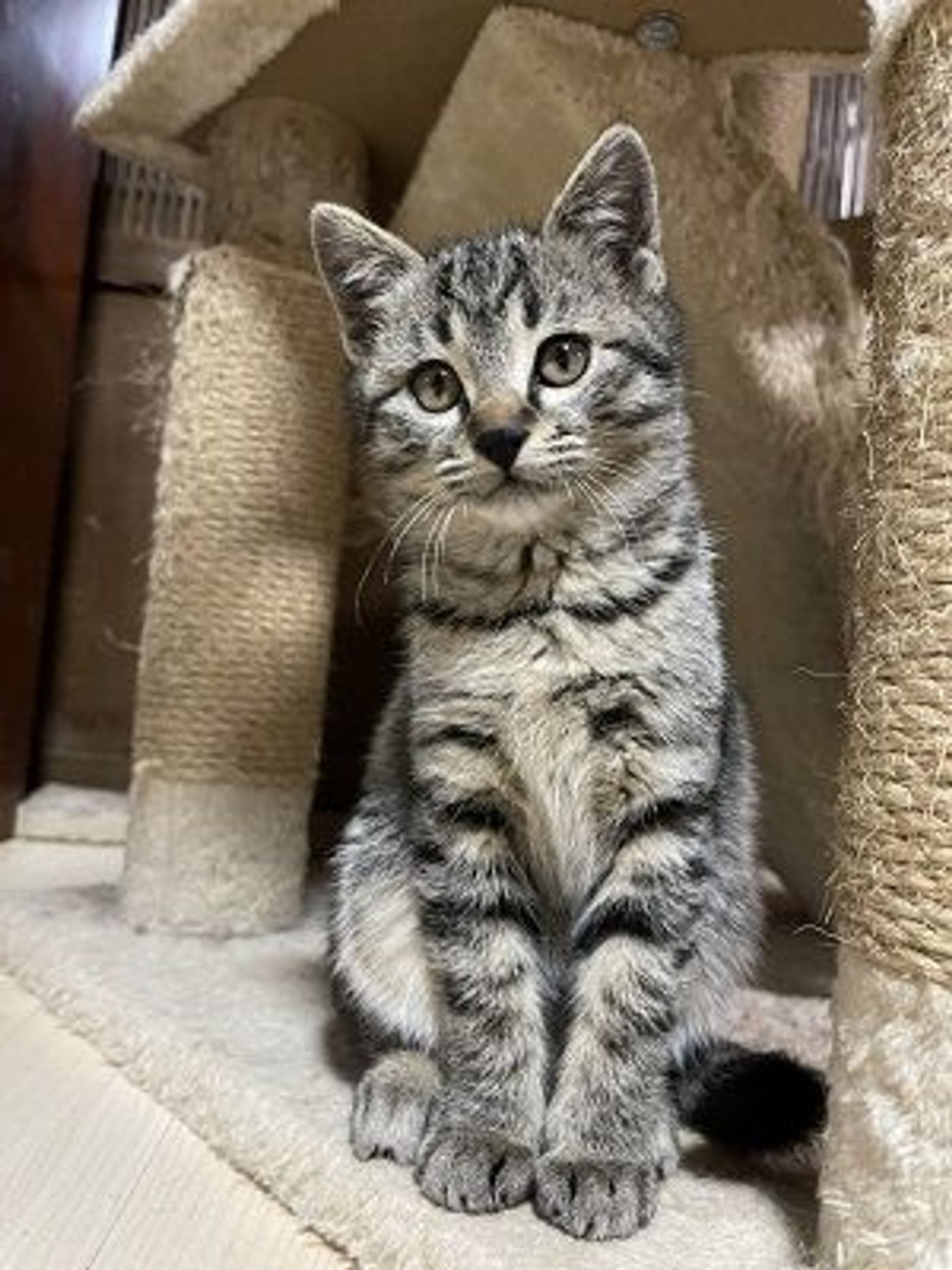 雑種（ミックス猫）・メスの里親募集の写真
