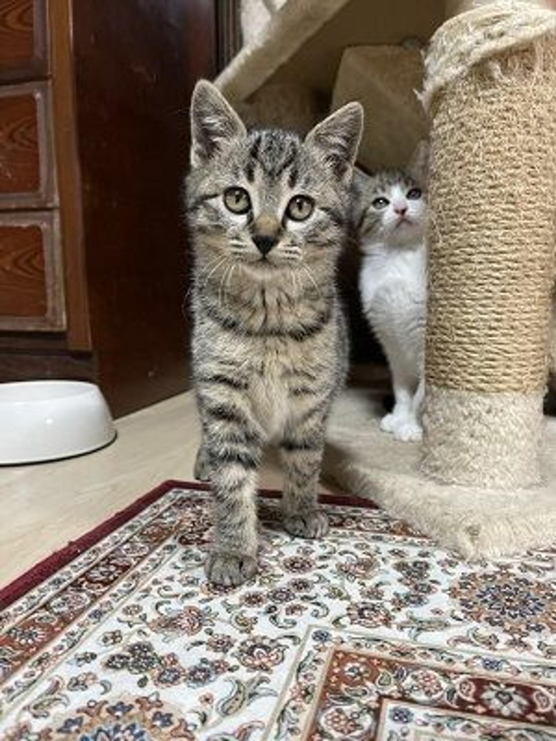 pet-image-5