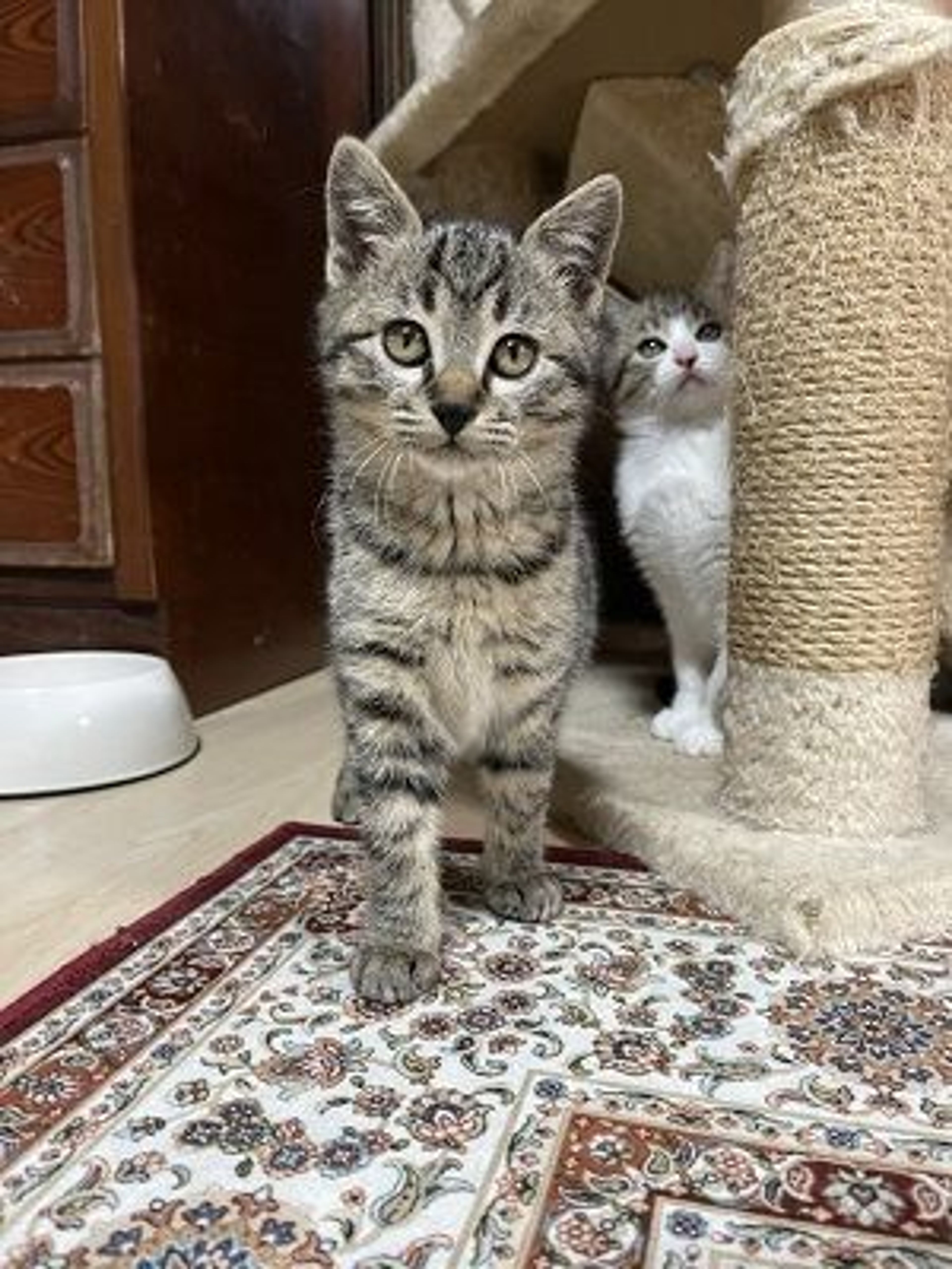 pet-image-5