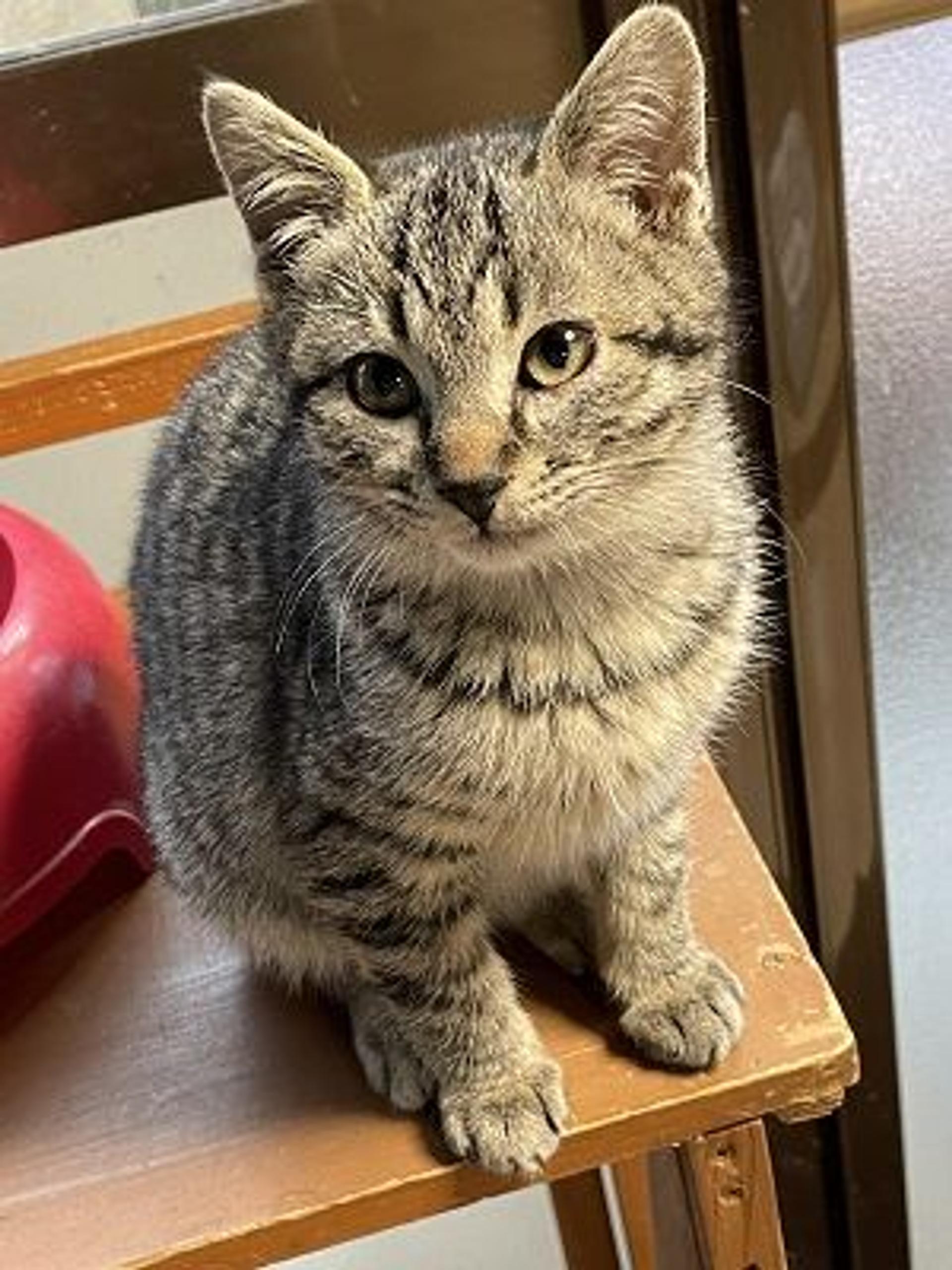pet-image-6